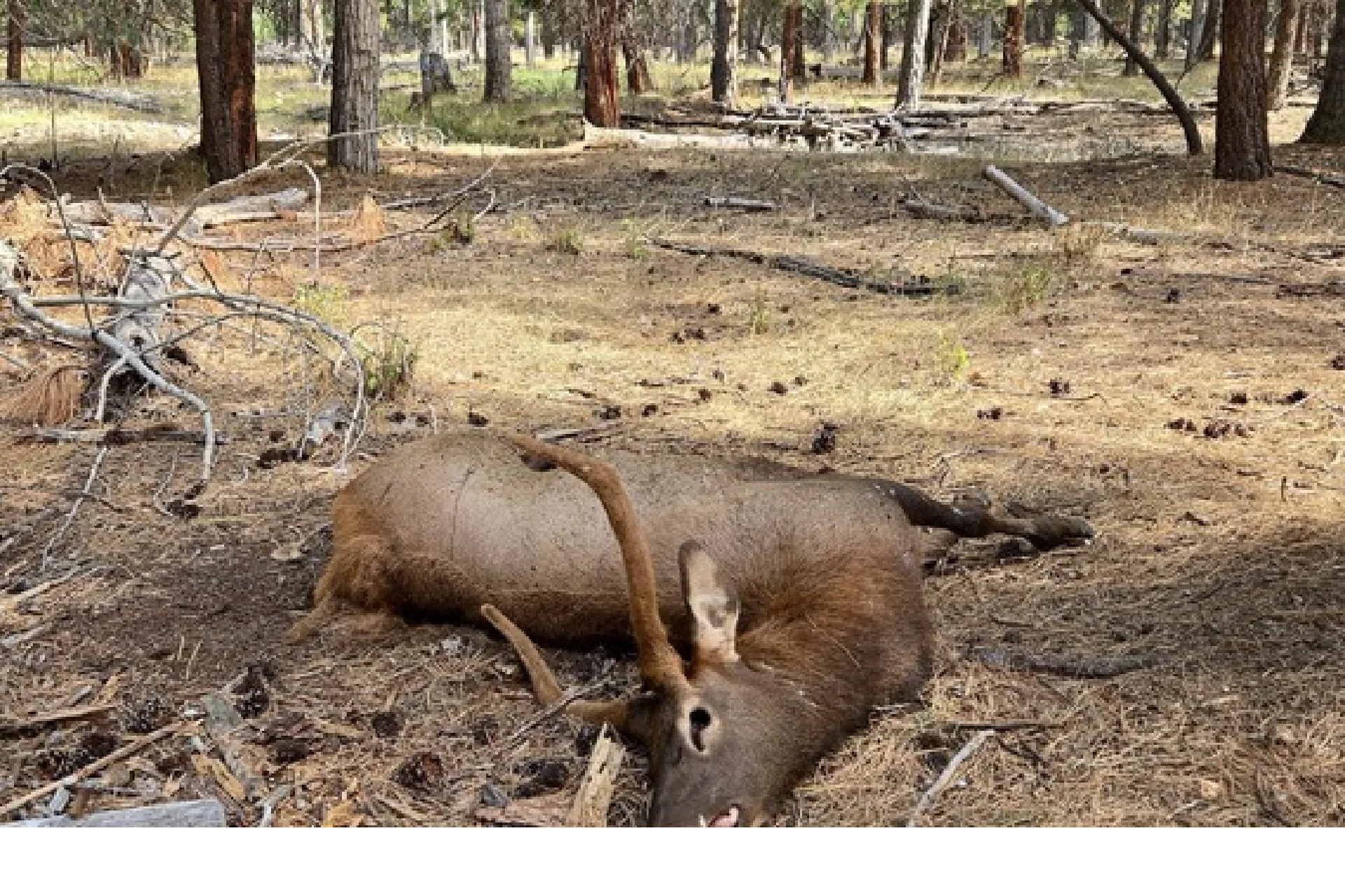 Tips sought on two spike elk shot south of Hamilton