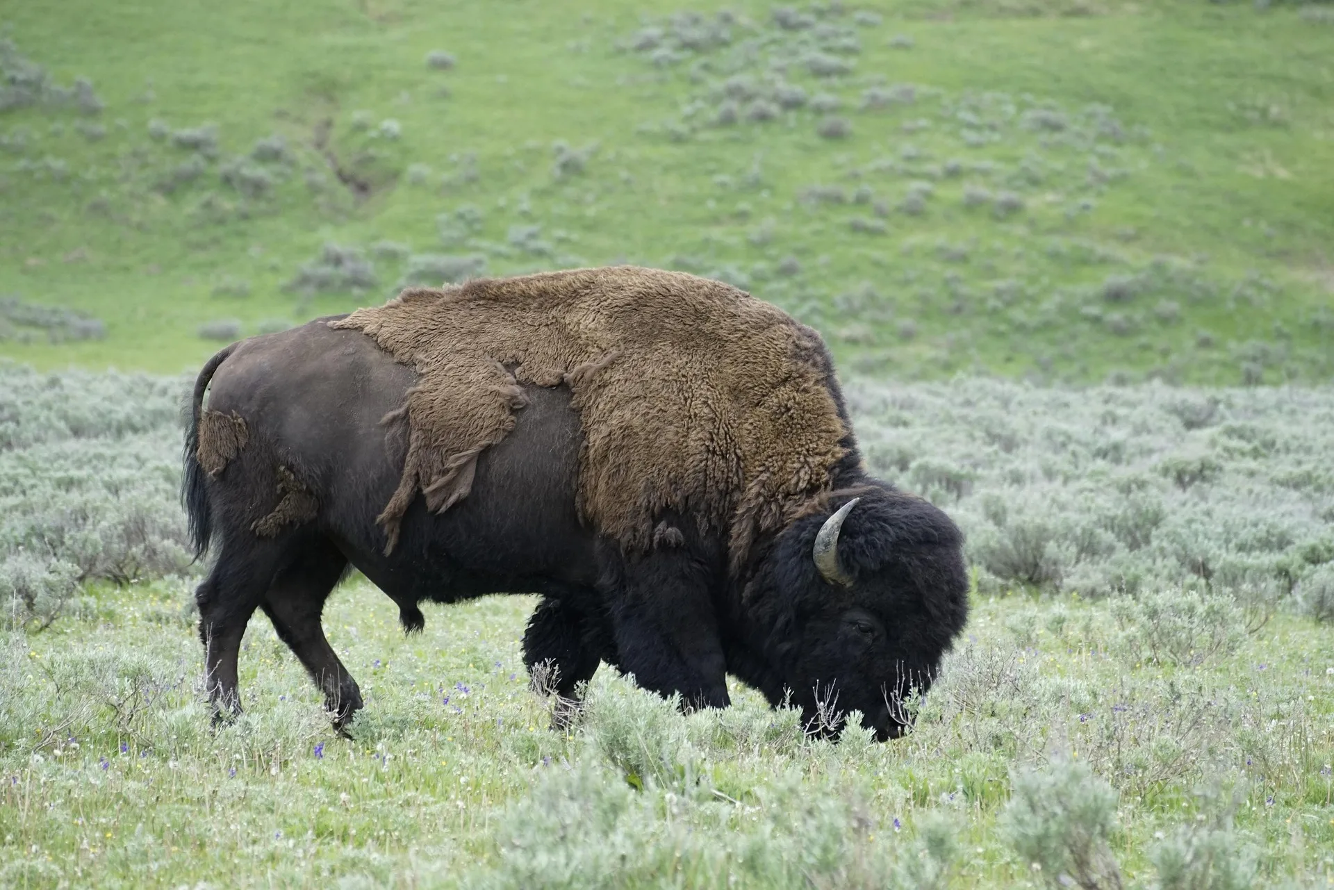 Governor’s office weighs in on bison grazing permits