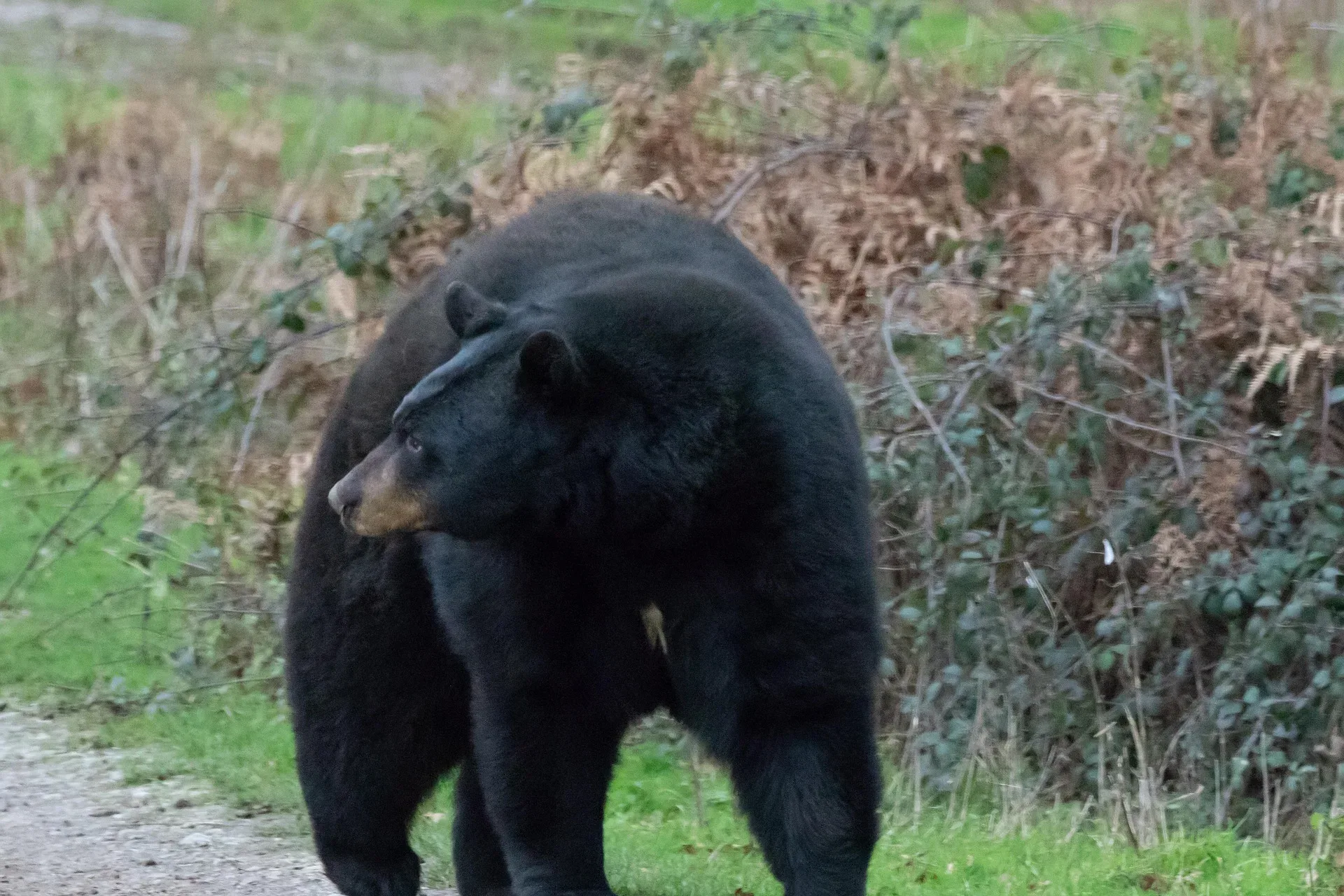 1 airlifted after bear attack in Yellowstone National Park