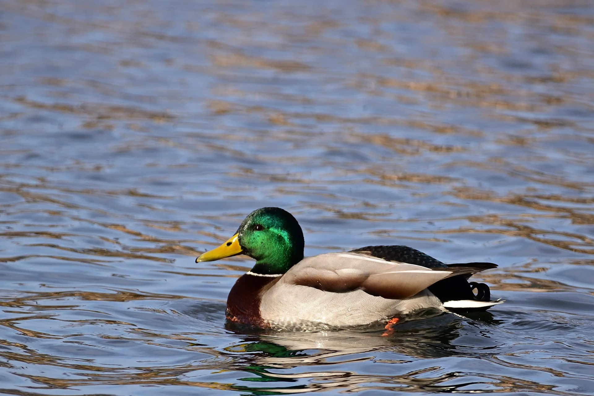 USFWS releases pond counts, population status for North American waterfowl