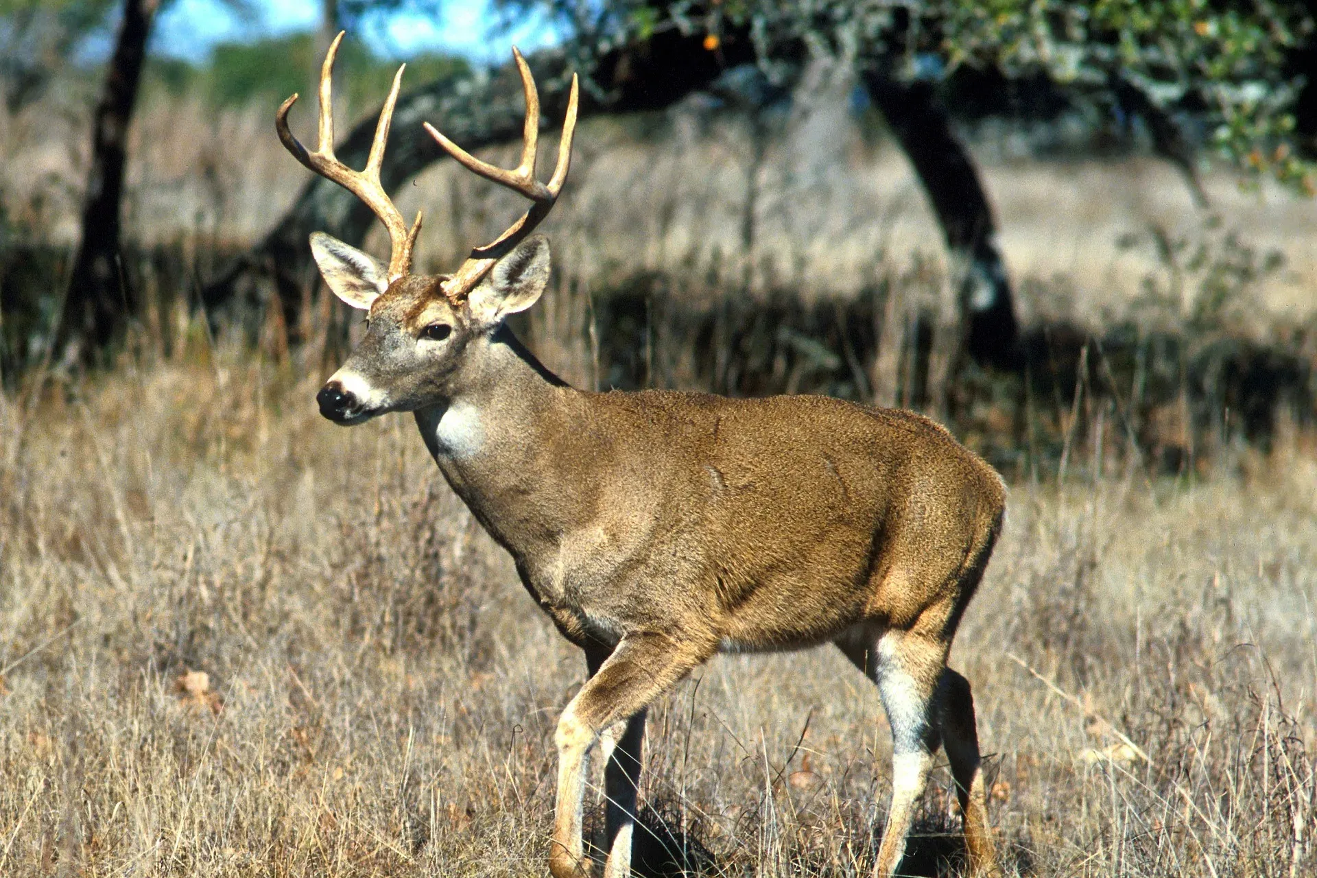 FWP suspects hemorrhagic disease in white-tailed deer in Eureka, Plains areas