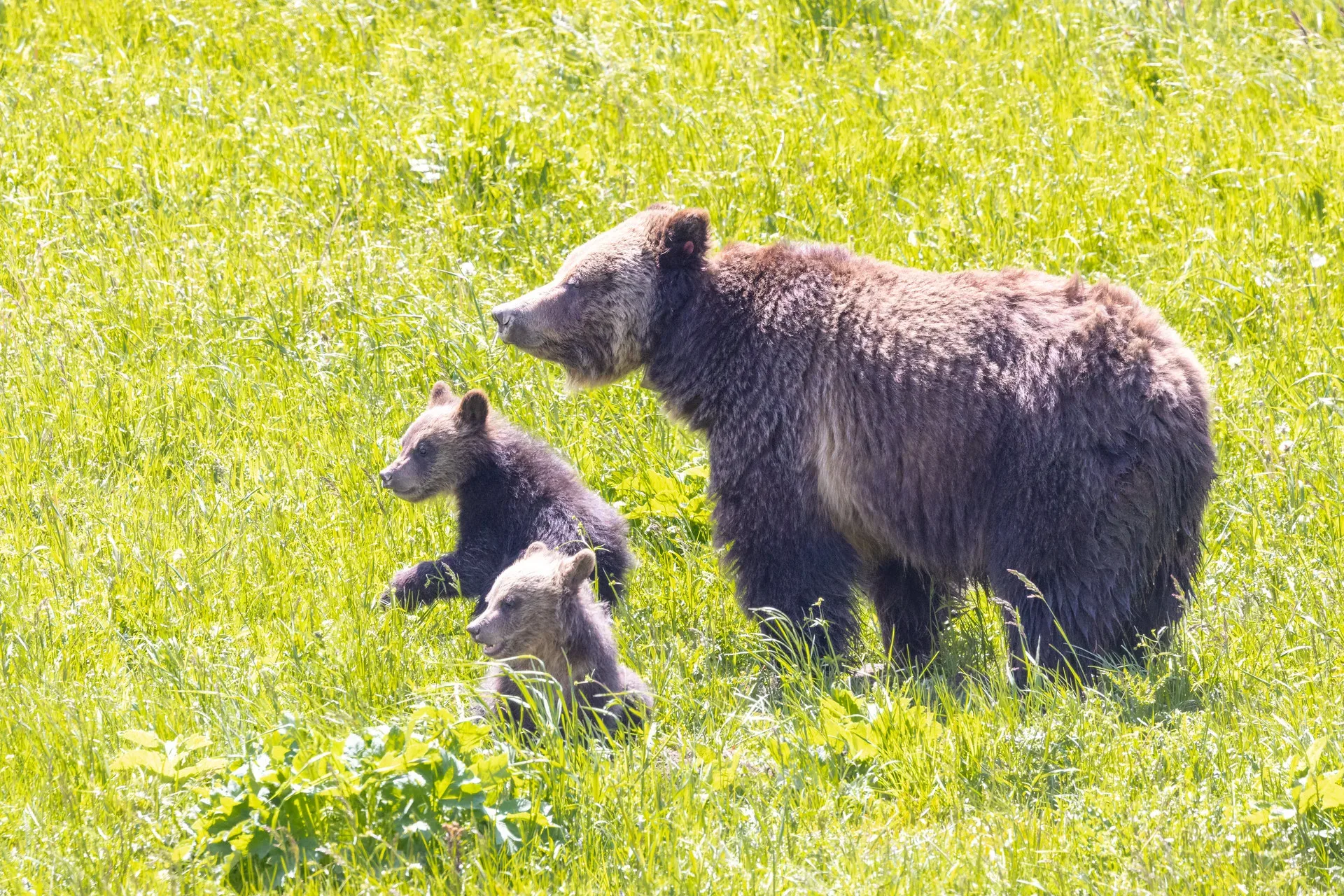 Grizzly bears relocated to reduce conflict potential