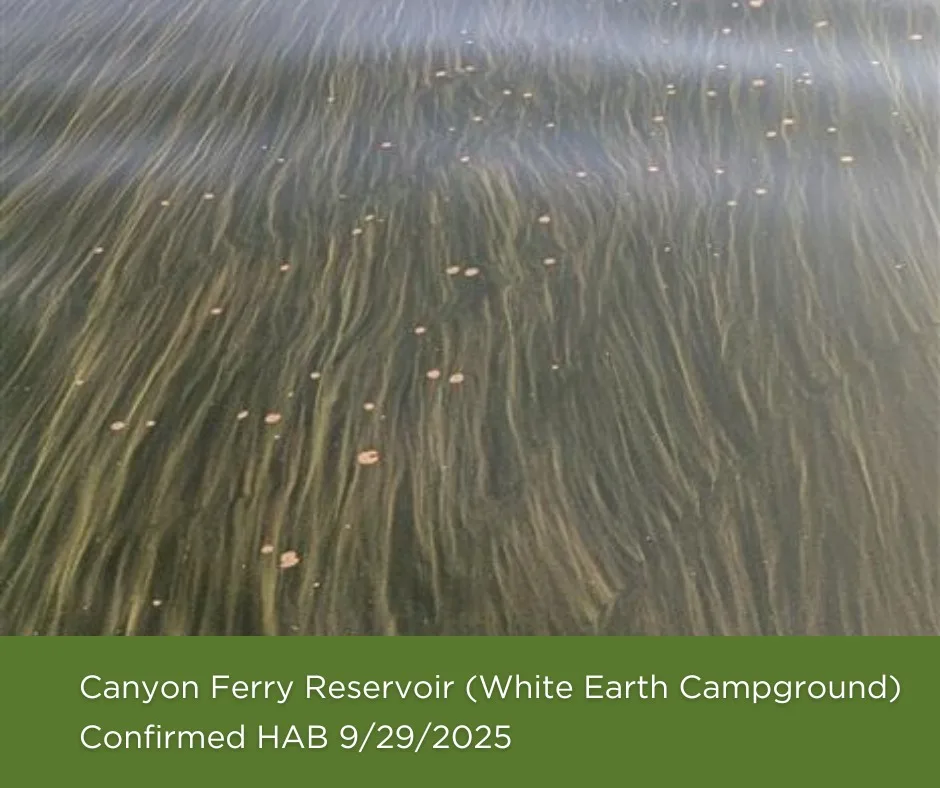 Bird hunters warned about algal blooms
