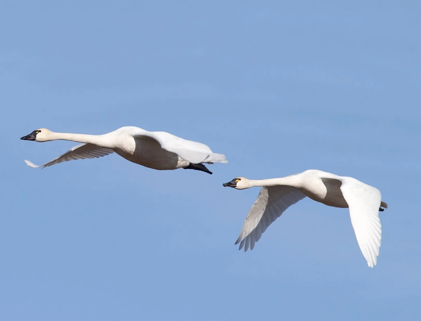 Attention Swan Permit Holders