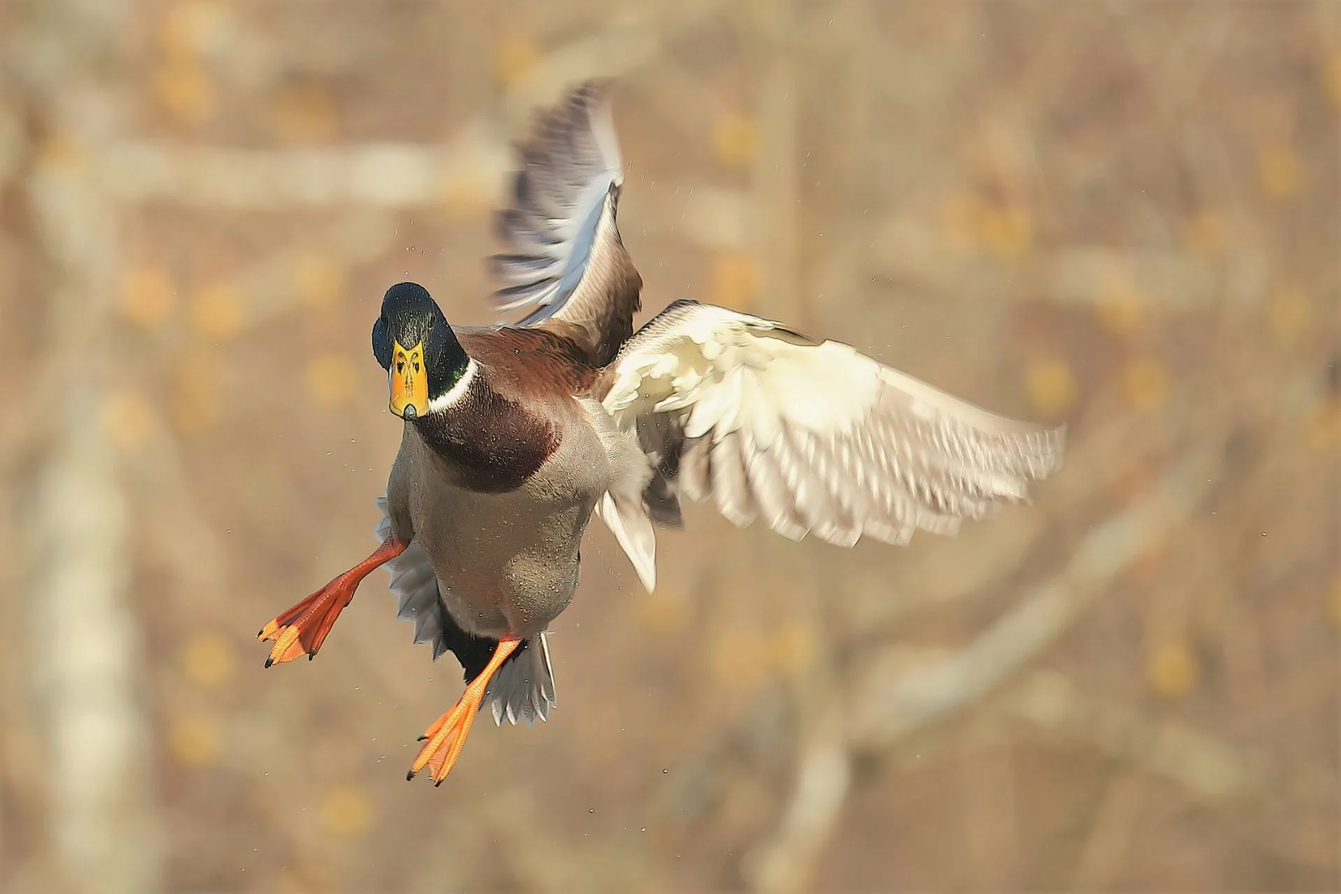 Waterfowl season opens Saturday