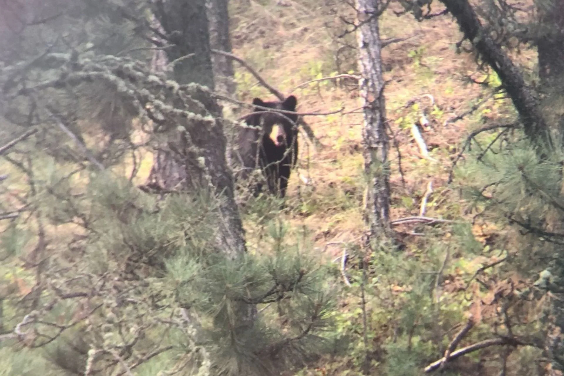 Bear Activity Increasing Near Campsites at Ashland Ranger District