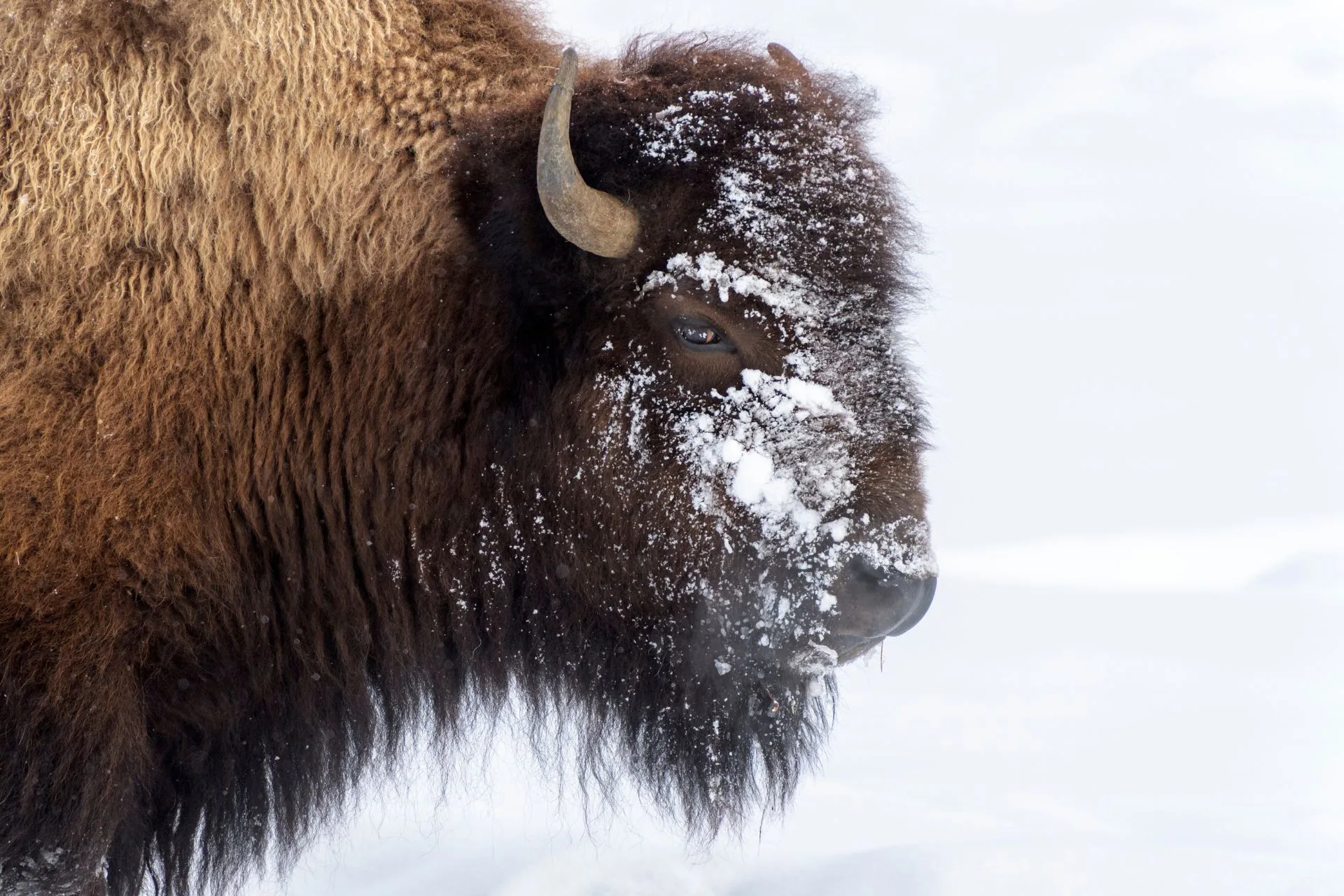 10 Fascinating Facts About American Bison