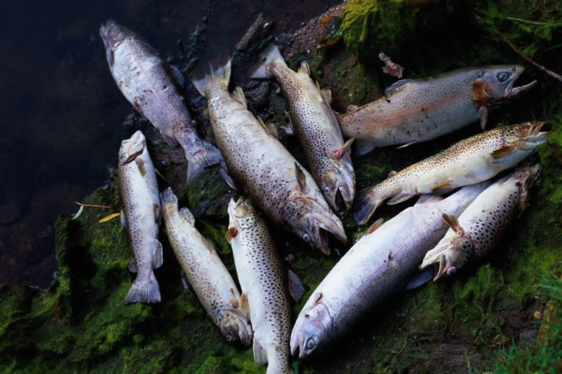 Cold Water Fish on the Hot Seat