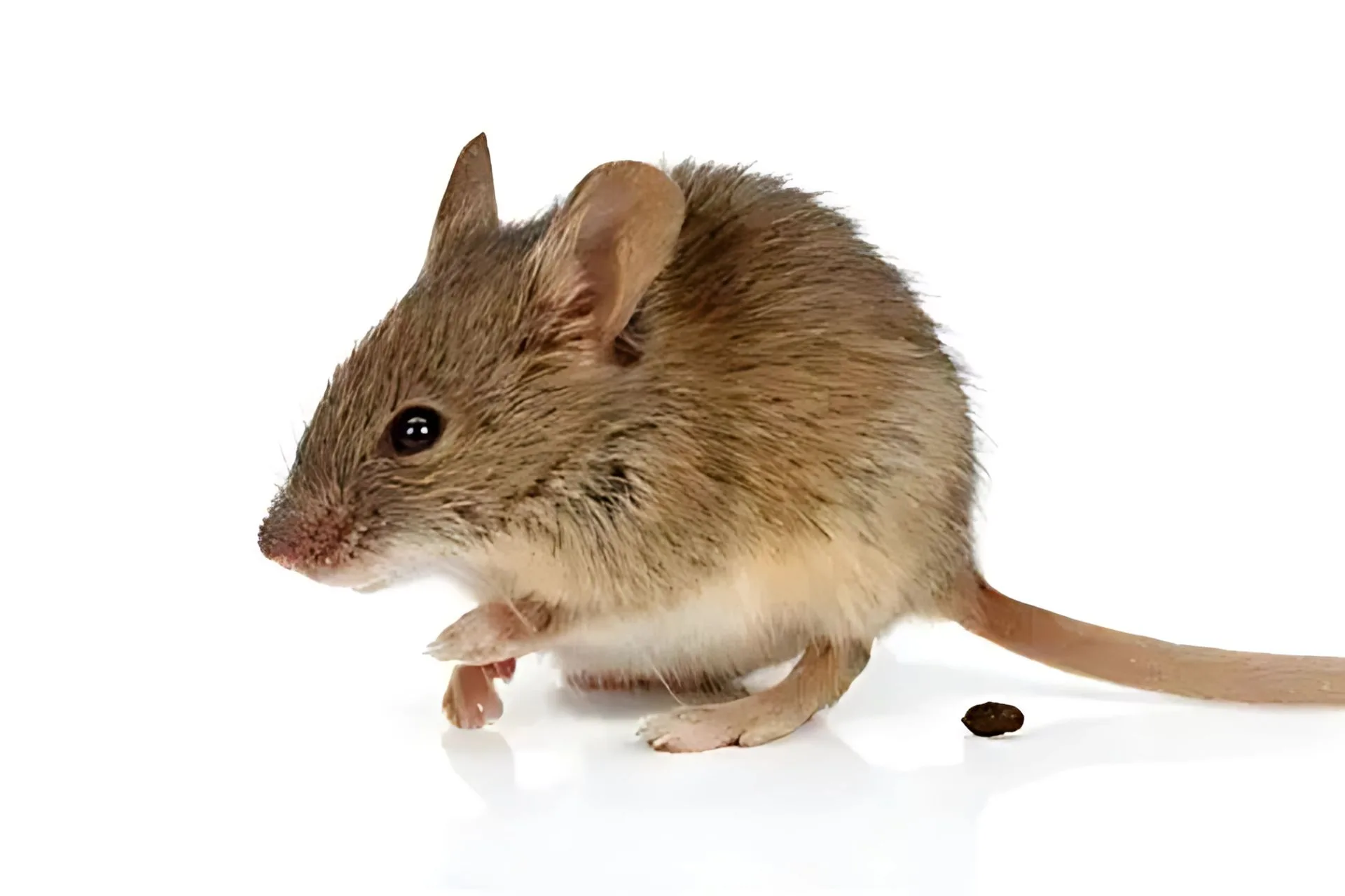 A Mouse in the House