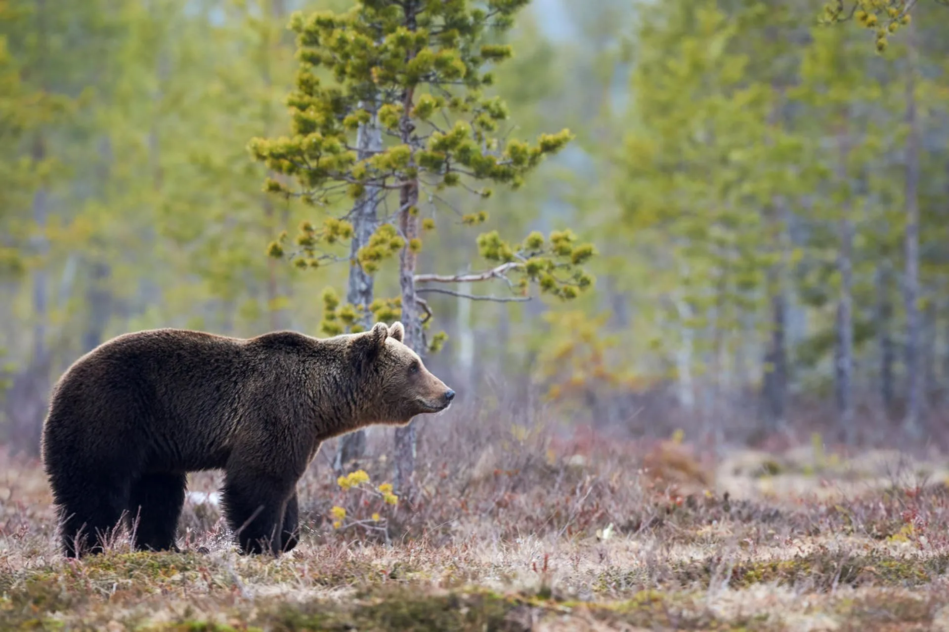 Grizzly Deaths