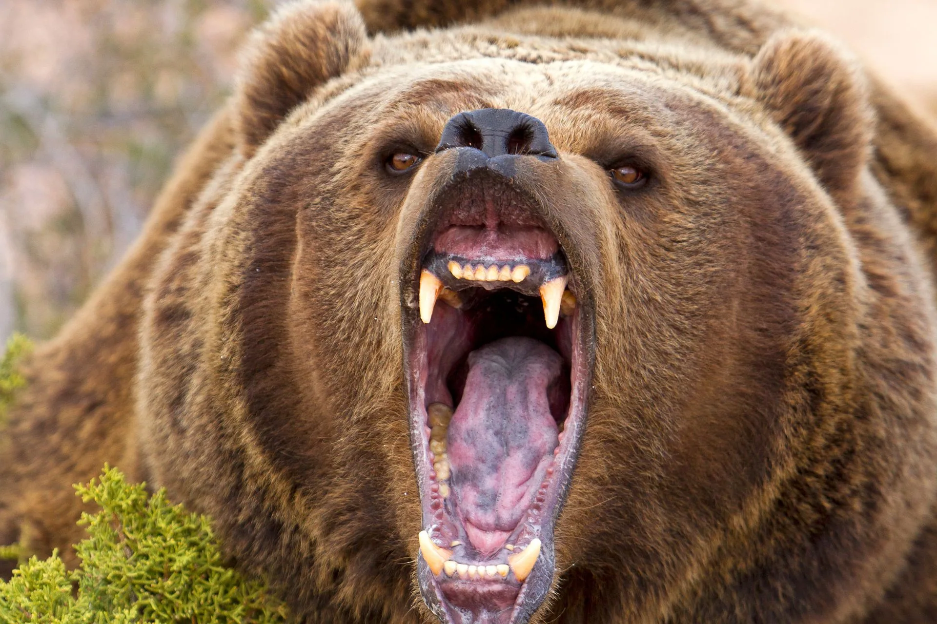 Reminder: Elk Calls Can Also Lure Predators