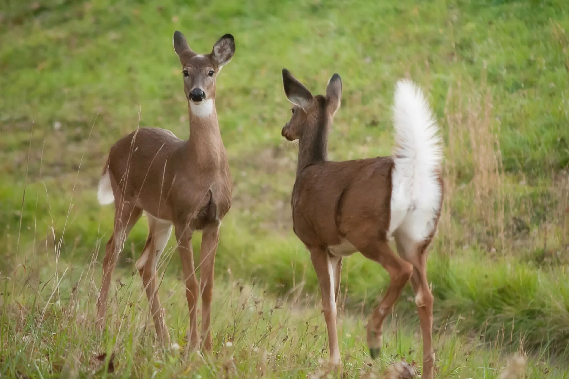 New agenda item added to Thursday’s Fish and Wildlife Commission meeting