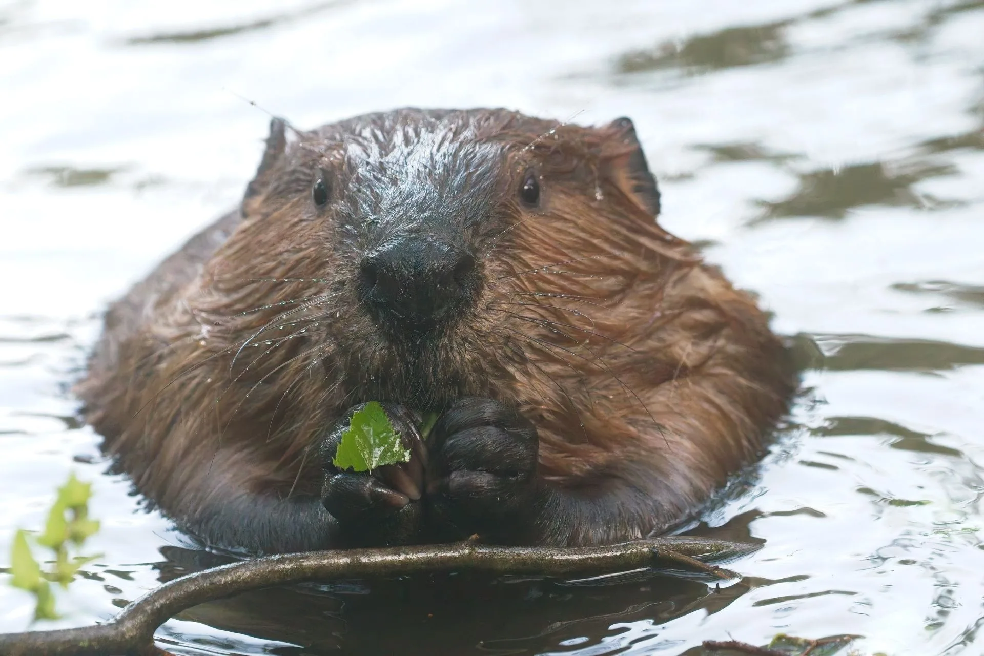 Montana Beaver Transplant Program Environmental Assessment out for review