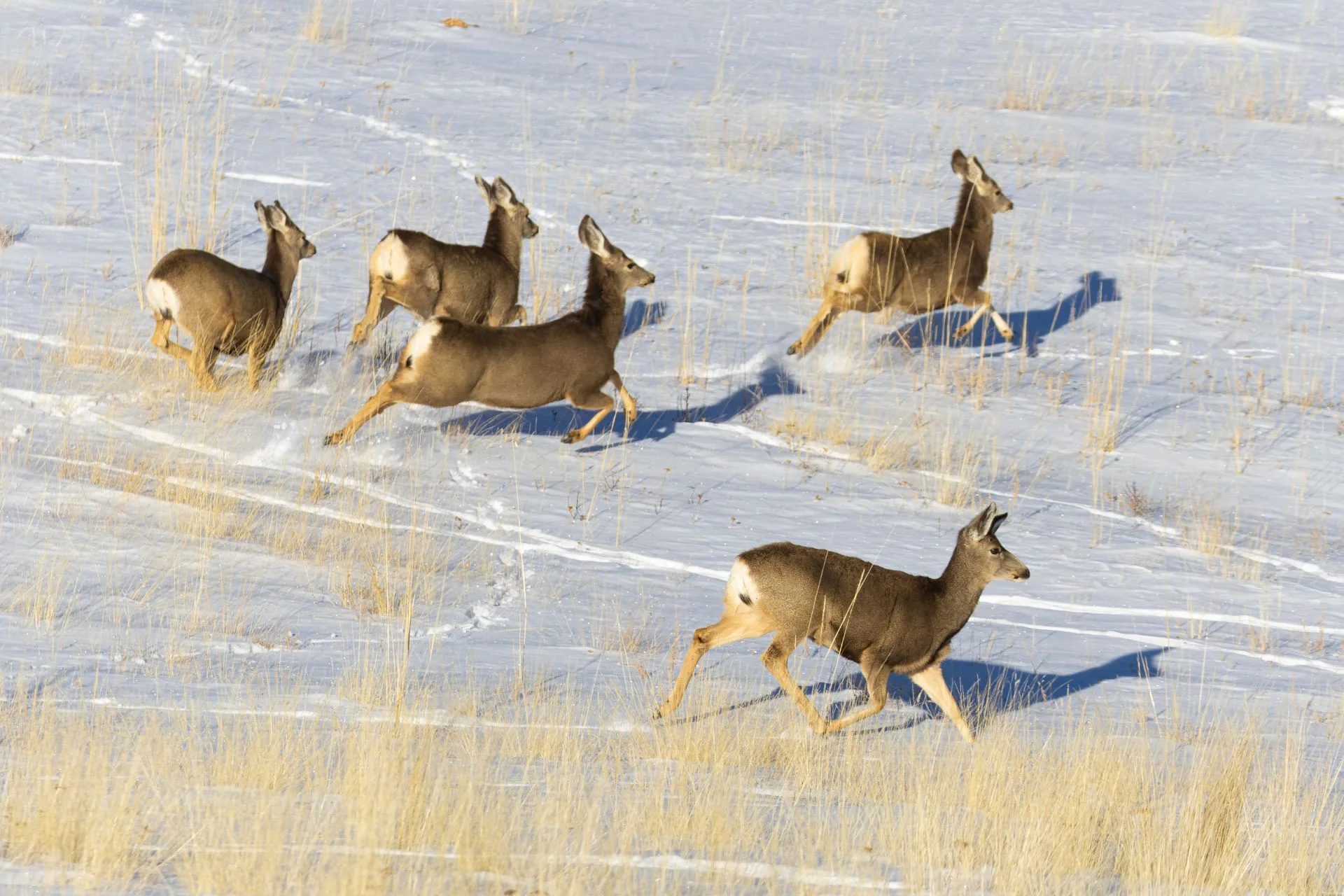 CWD sampling available during archery, general season in south-central MT