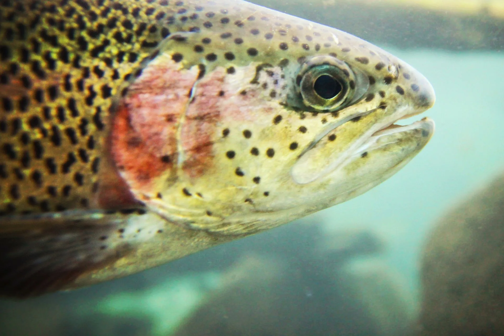 Montana Lake & Reservoir Fishing Report