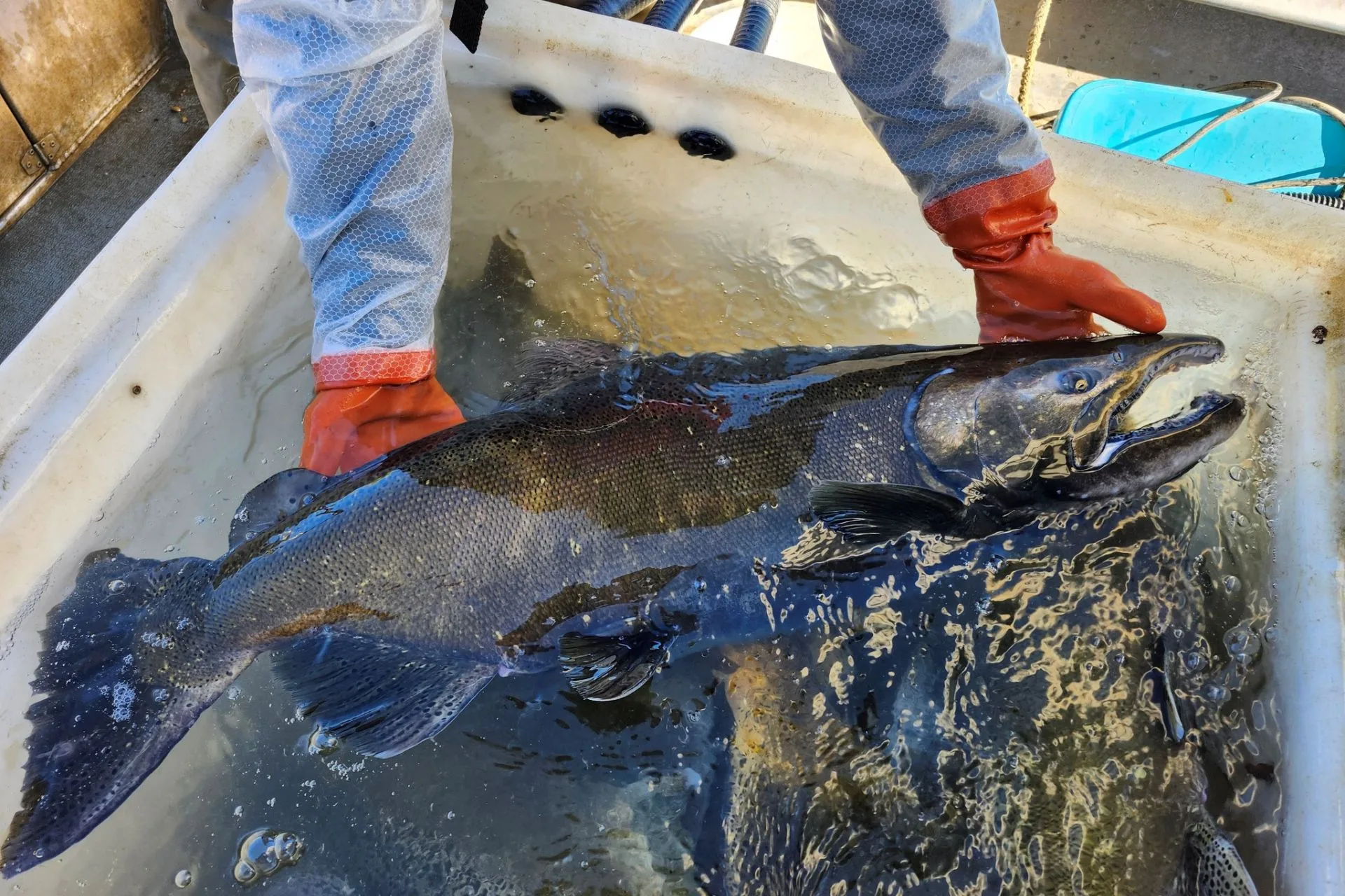 Chinook salmon spawn and egg collection effort