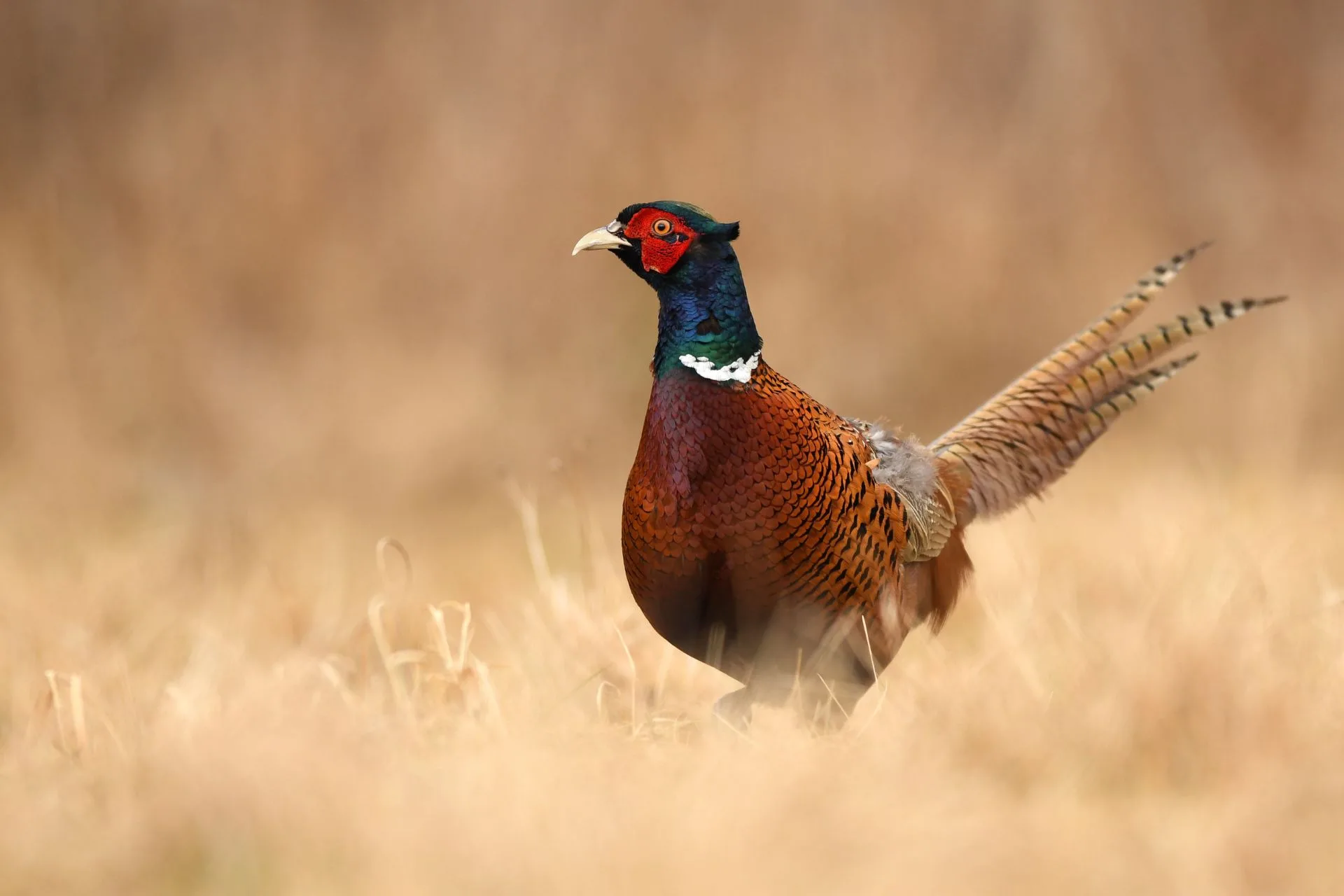 Pheasant hunting season to open October 11