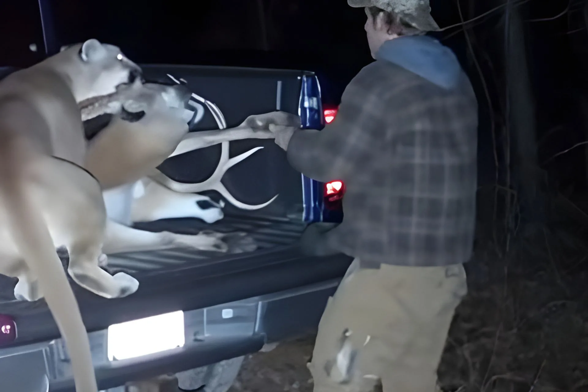 Close Call with a Big Cat for This Hunter