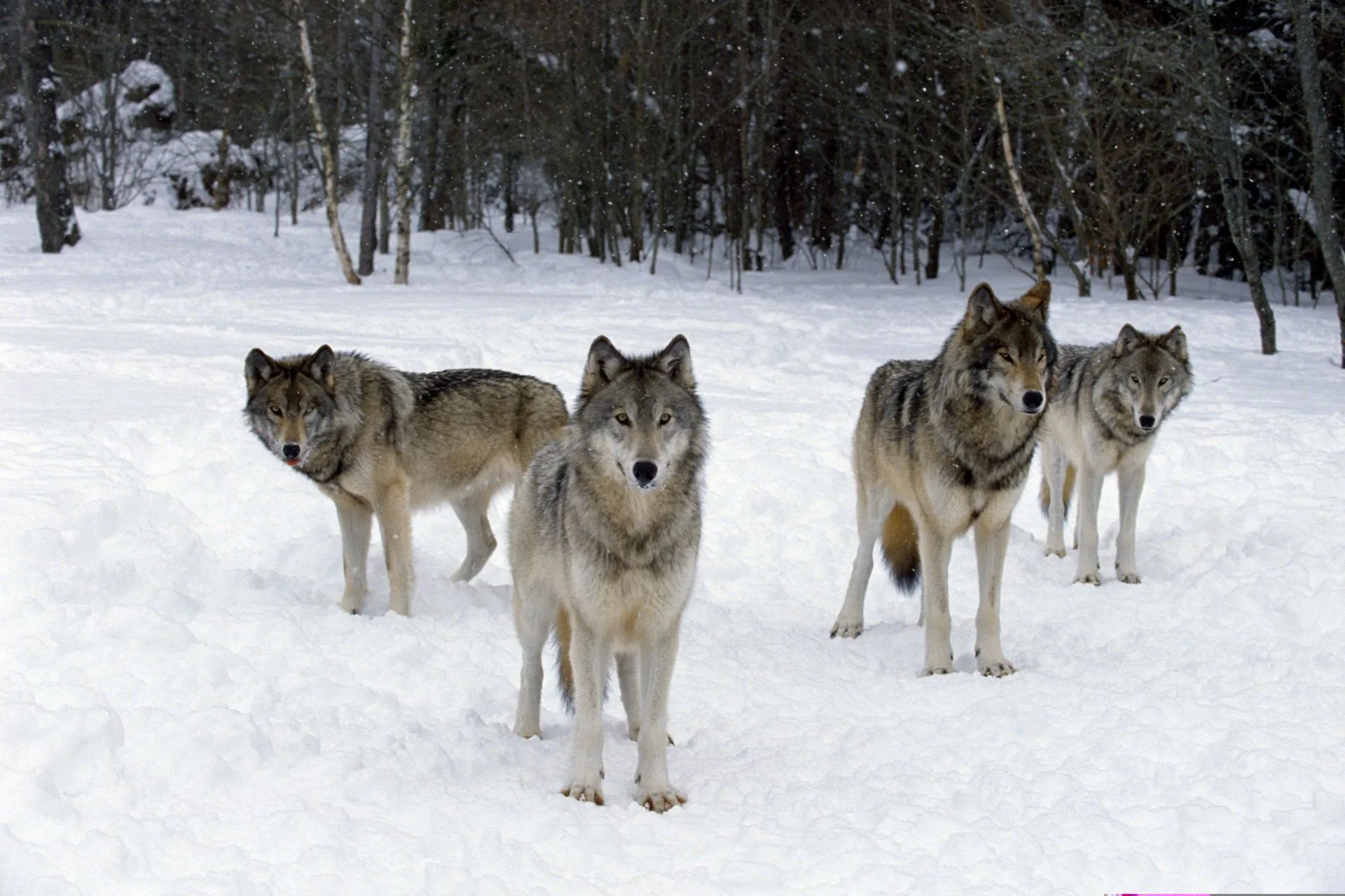 Montana vs. the Wolves–Legal Battles Over Apex Predators