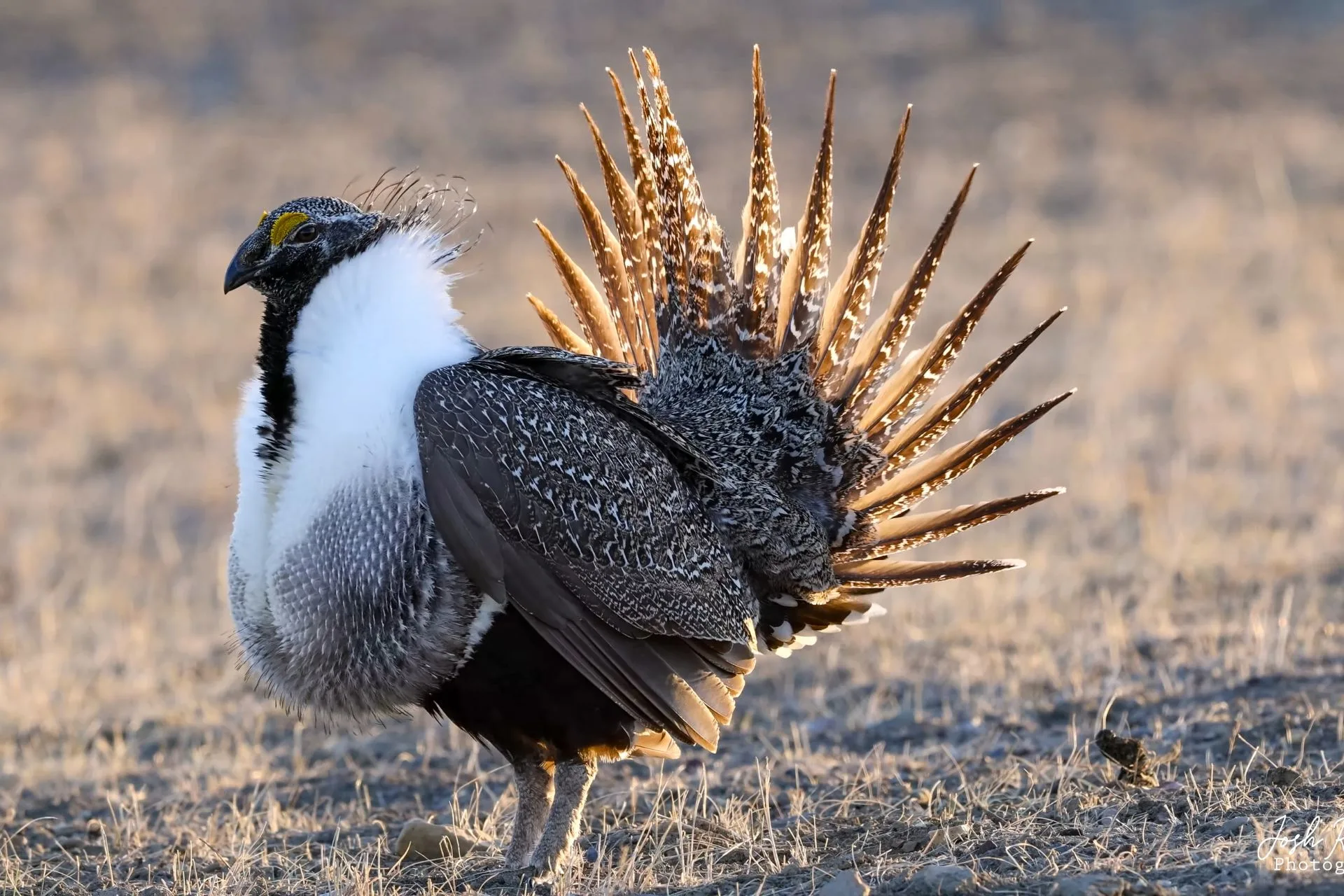 Lavina-area sage grouse habitat easement OK’d