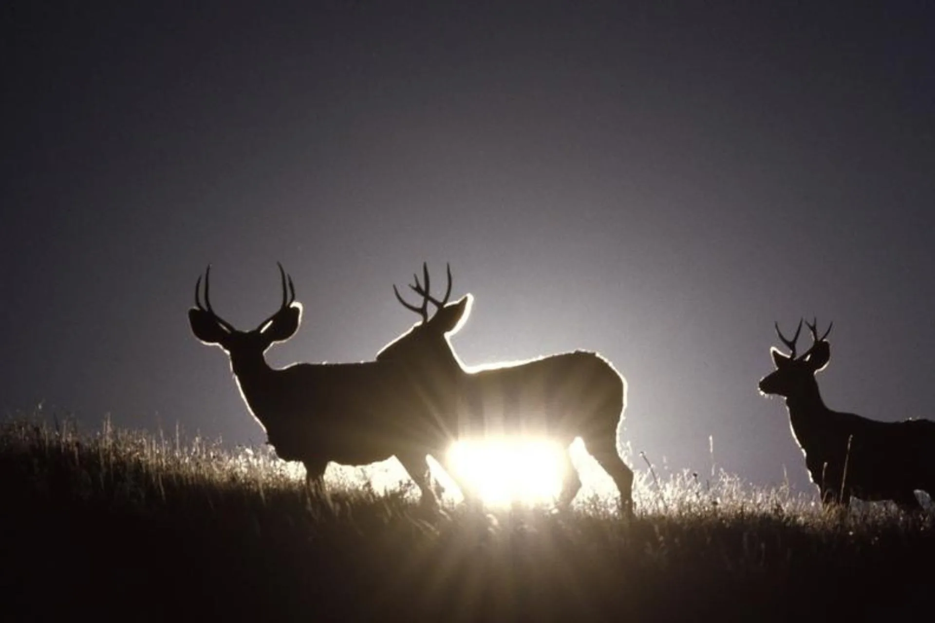 What Critter Should You Shoot?
