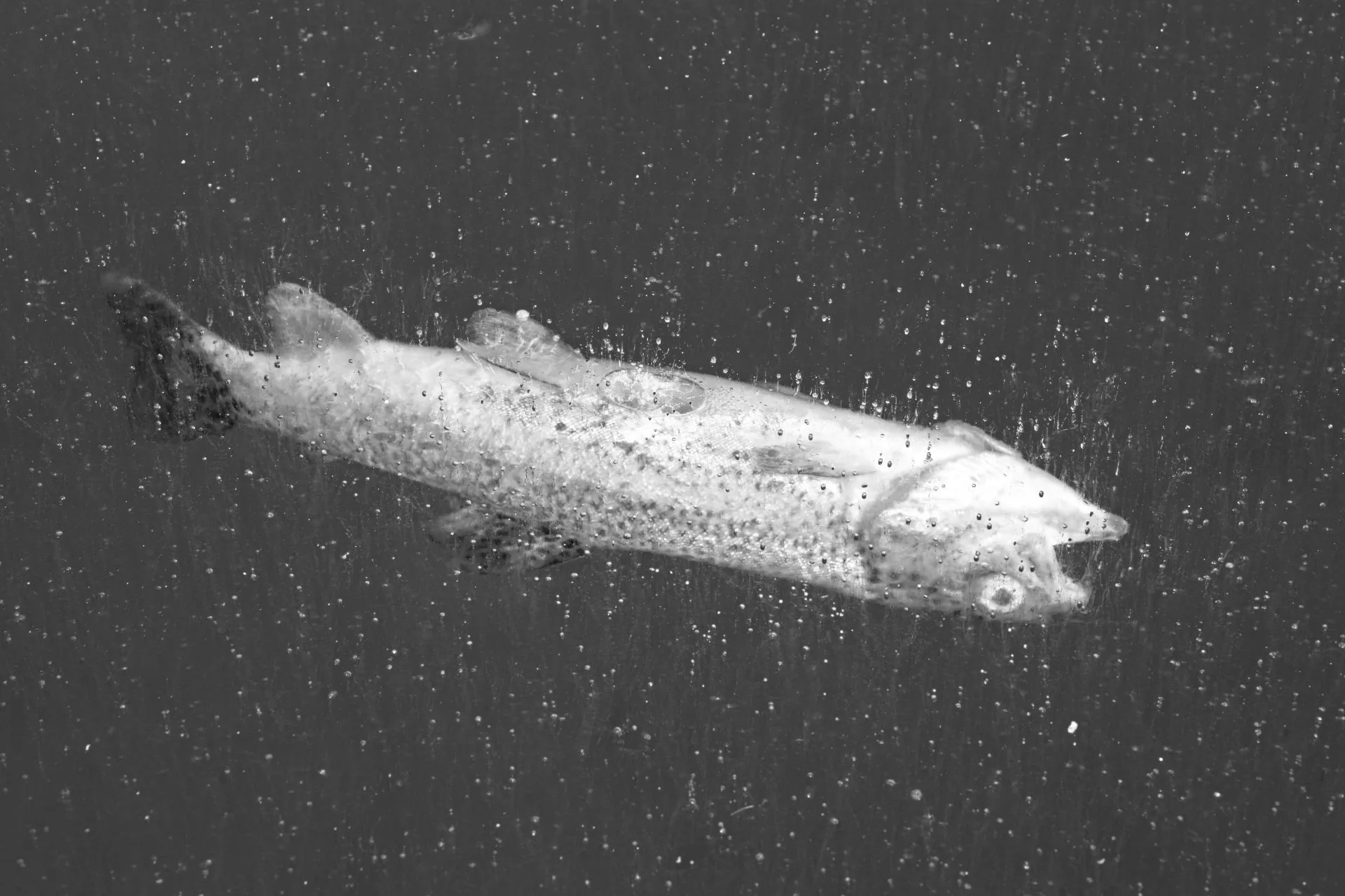 Electrofishing Sparks Conversation in Montana