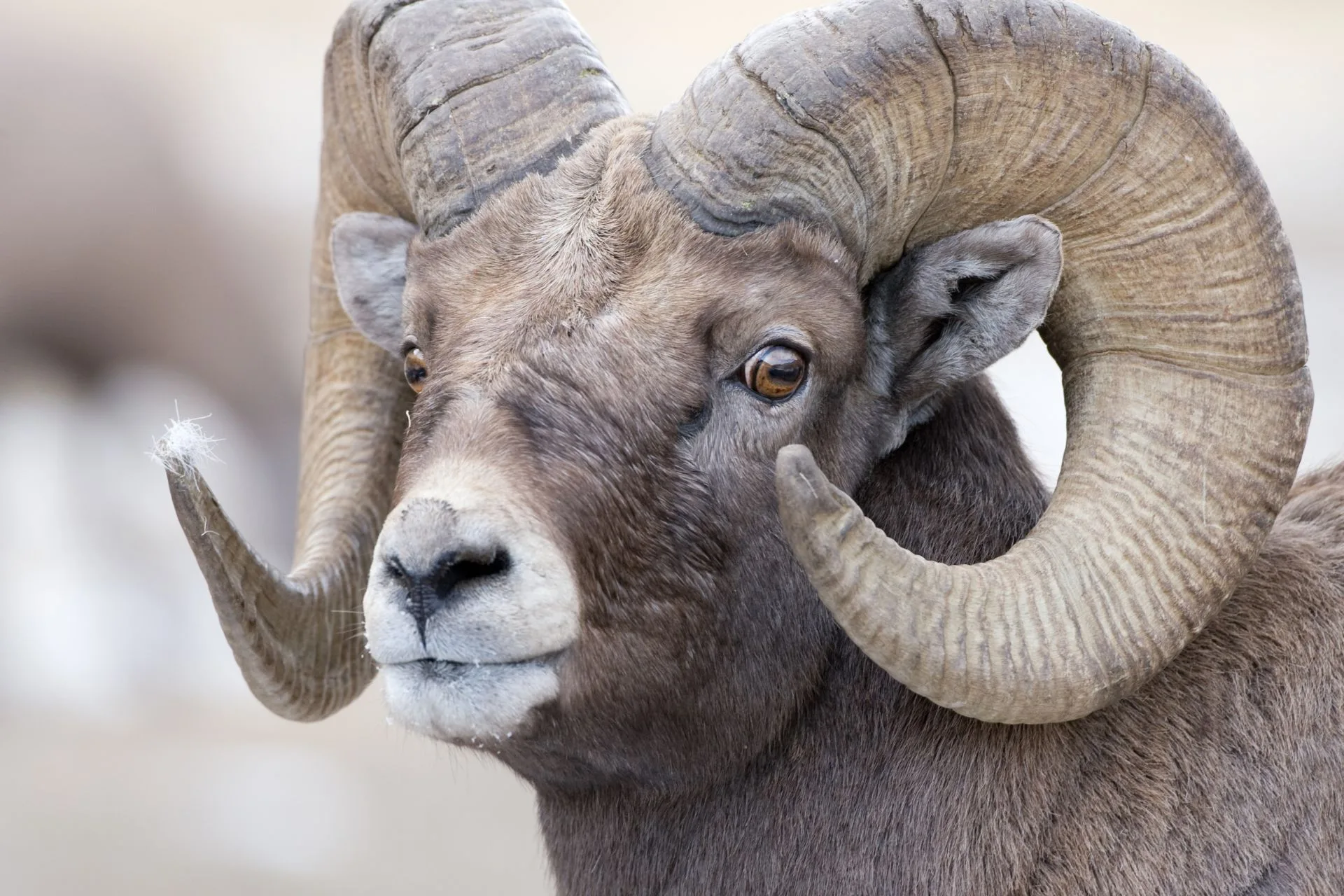 Notice of Bighorn Sheep Closure HD 303