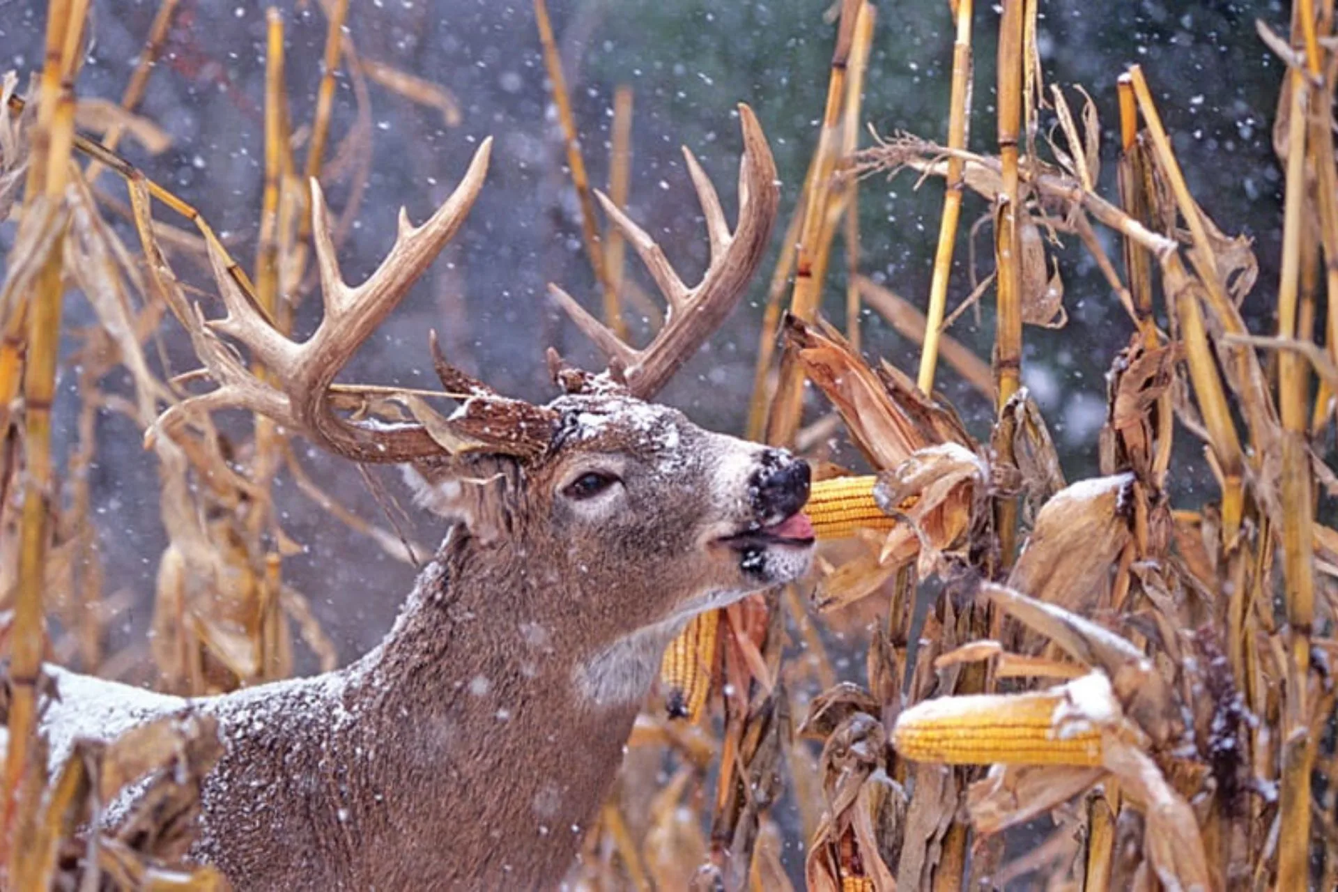 Hunting in a Corn Maze