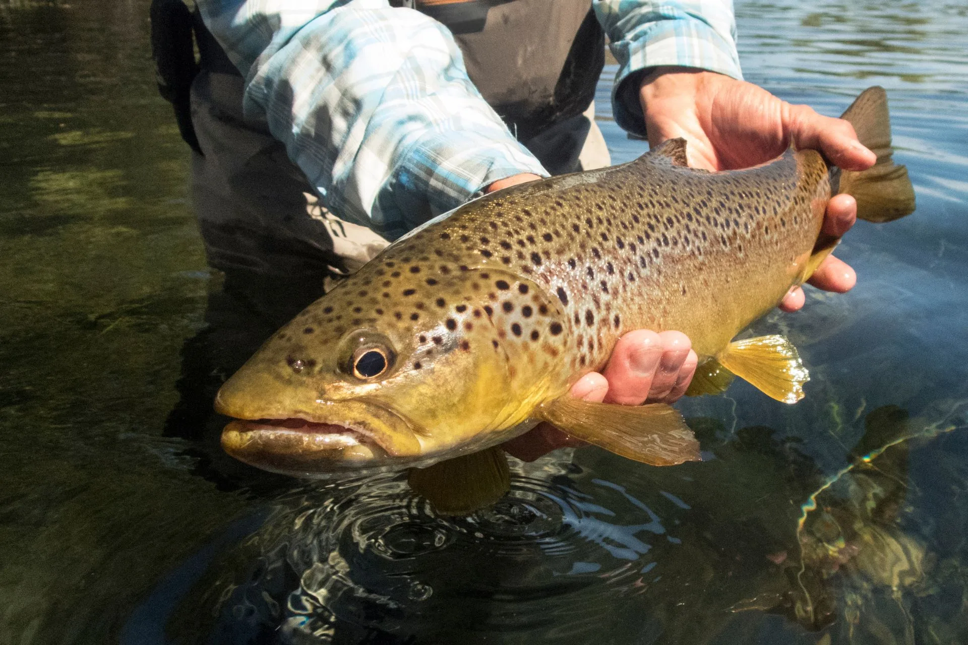 North Fork Flathead River 10.20.25