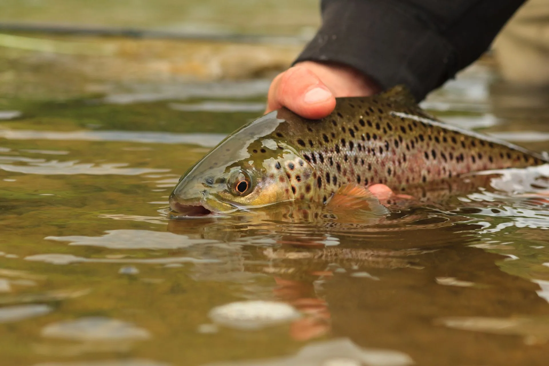 Flathead River Fishing Report 10.20.25