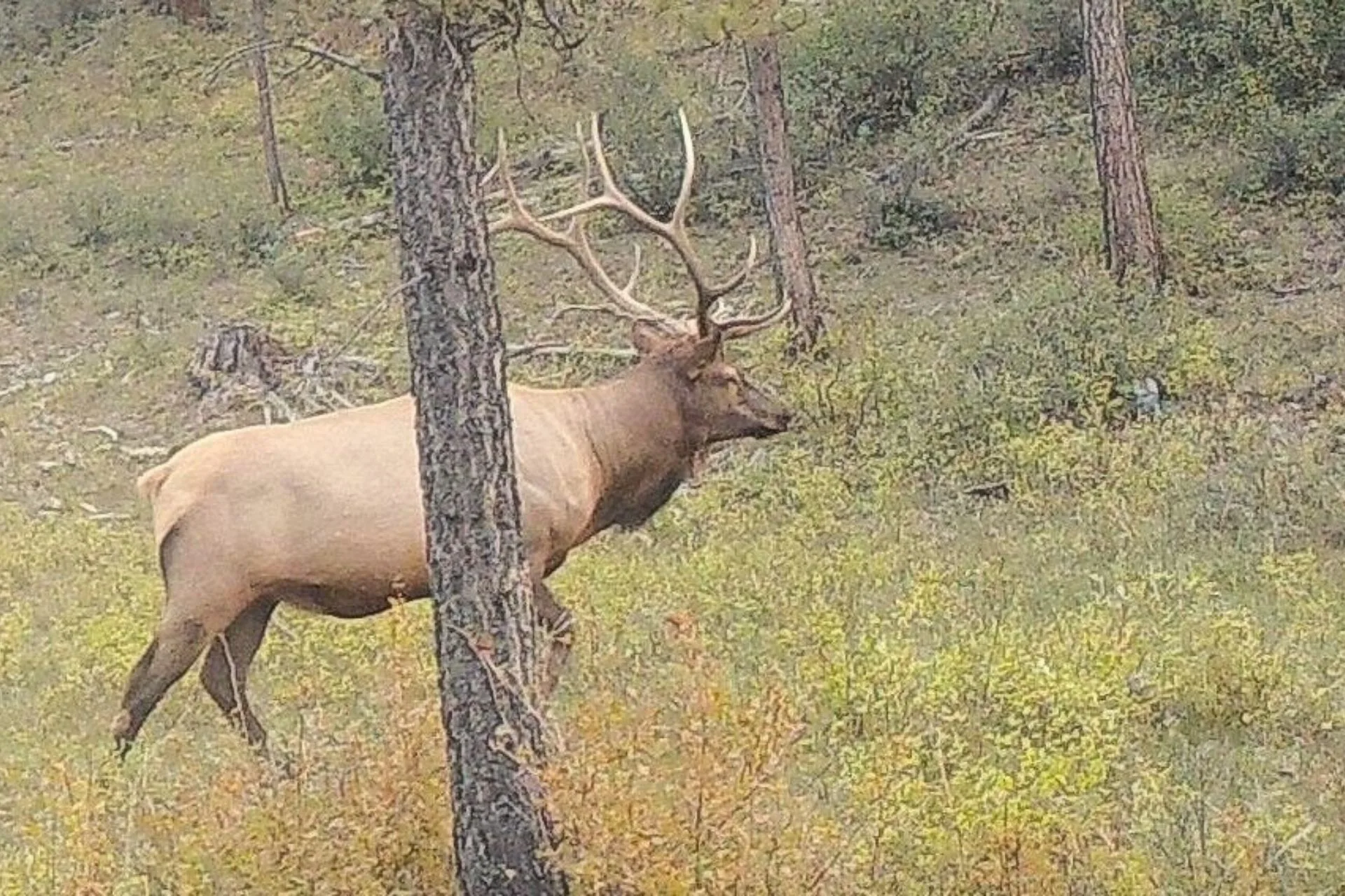 FWP’s Justin Gude, RMEF conservation chief answer elk habitat, predation questions