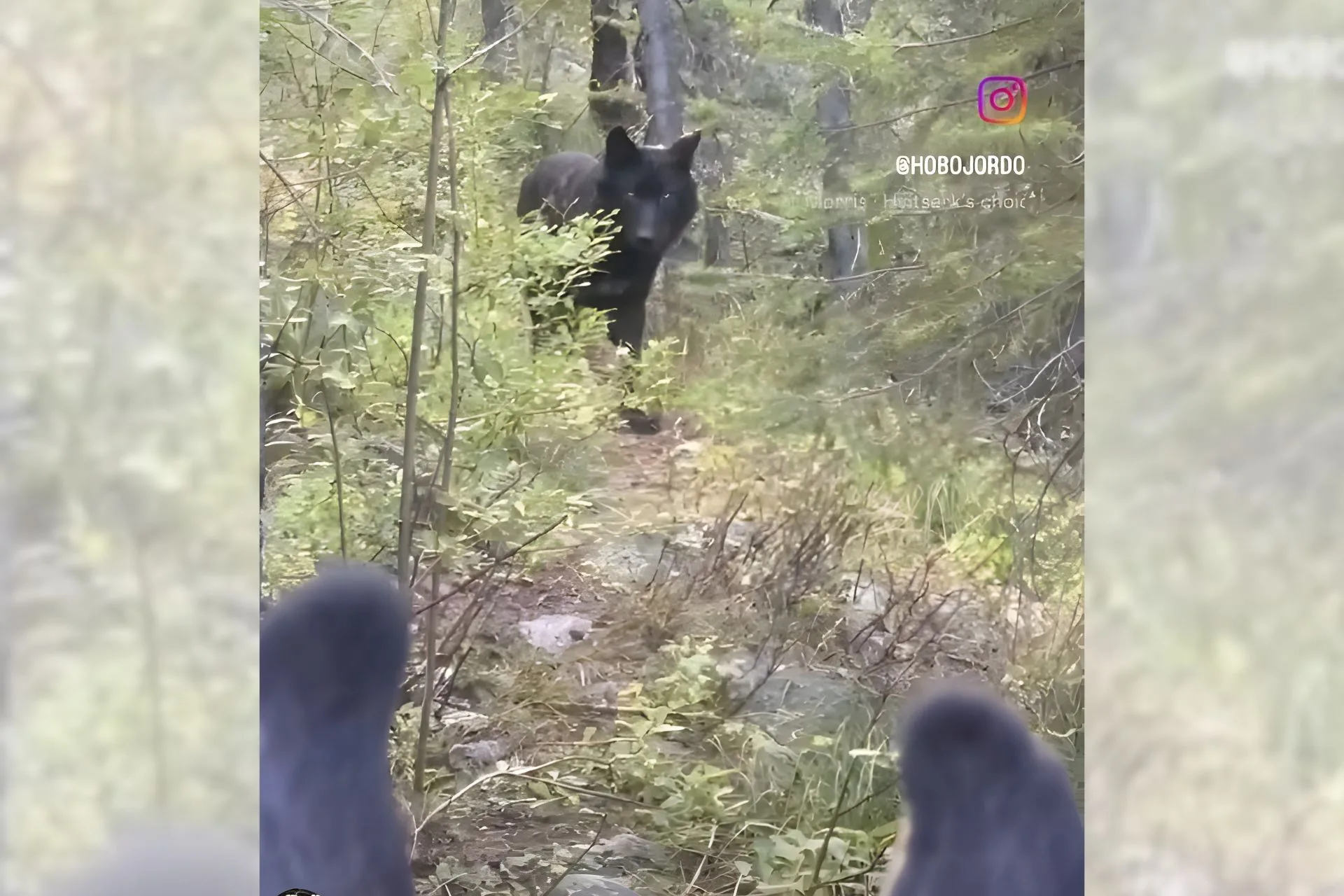 A Rare and Quiet Encounter with a Wolf