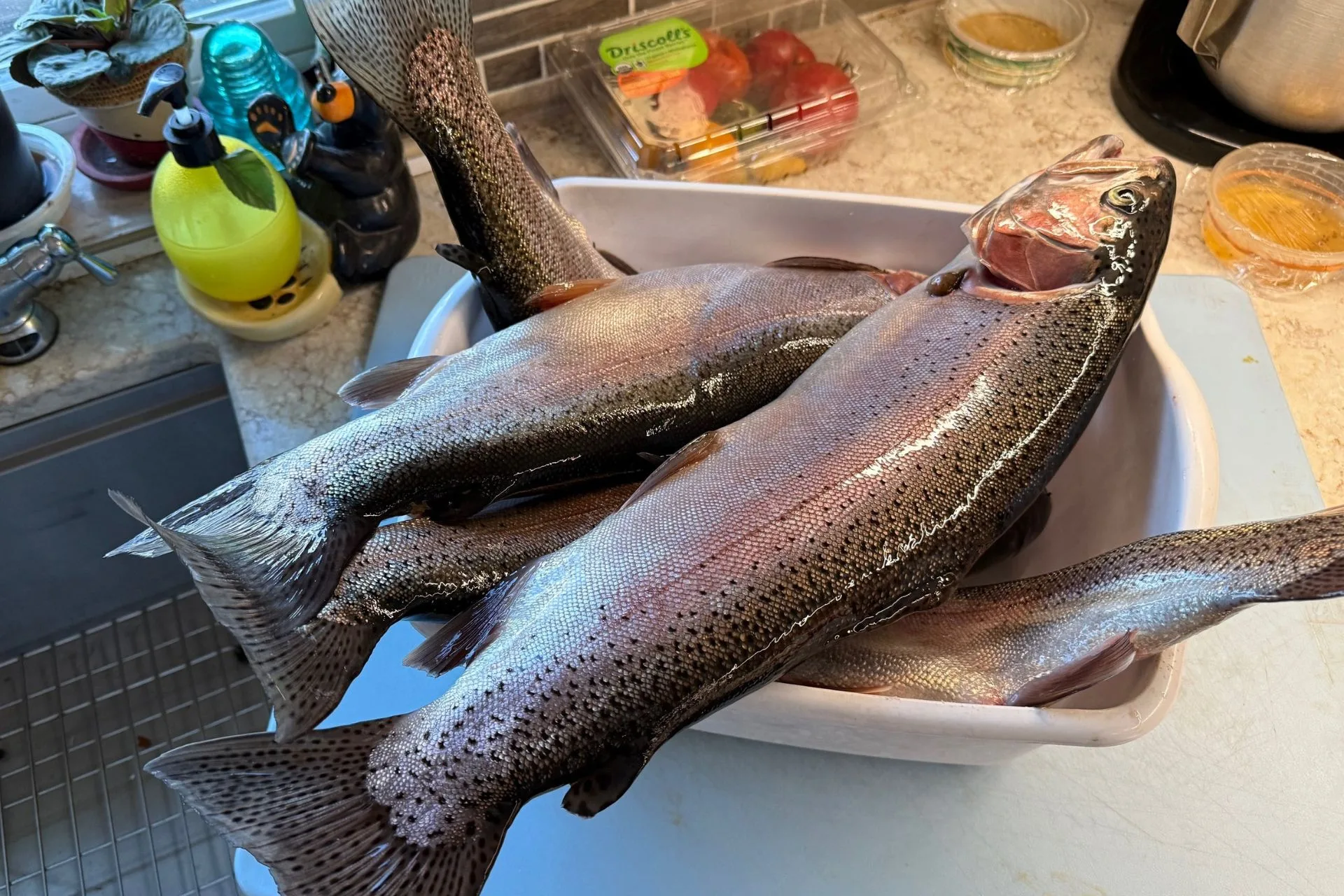 Tub O Trout