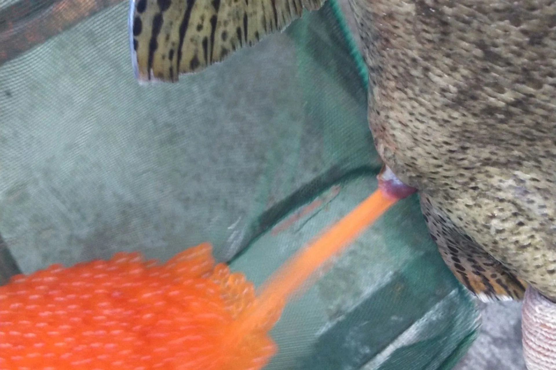 Final Salmon Egg Collection Finished on Fort Peck