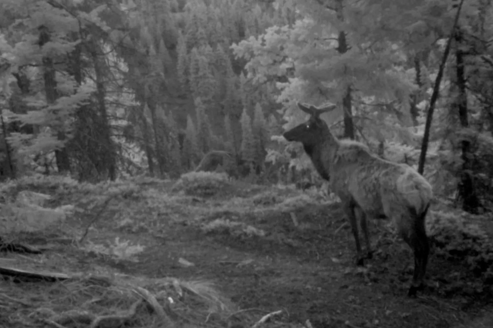 A Mountain of Controversy Over Proposed “Mini Resort Town”