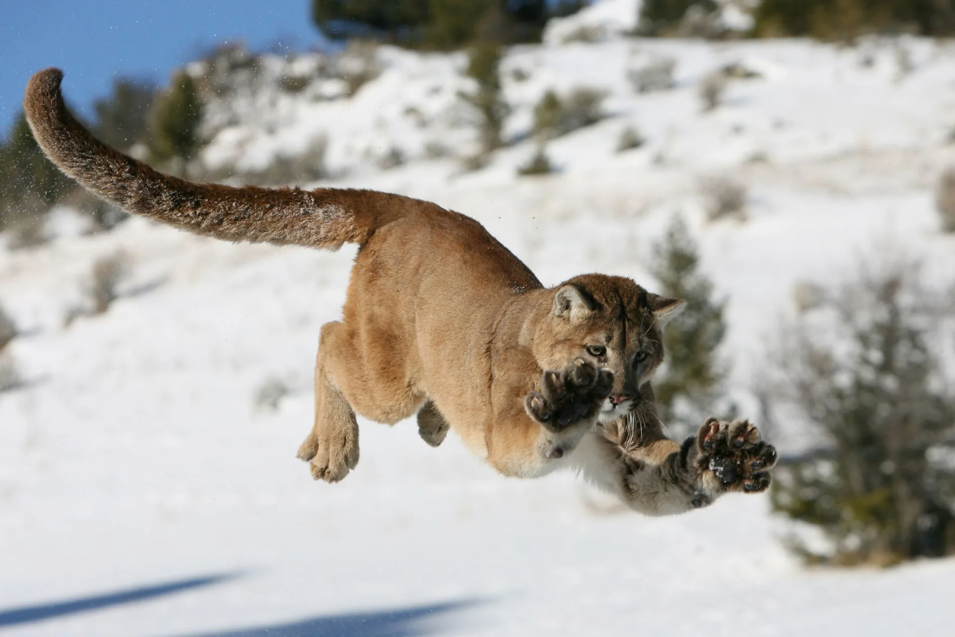 Large predator relocation notification law goes into effect 