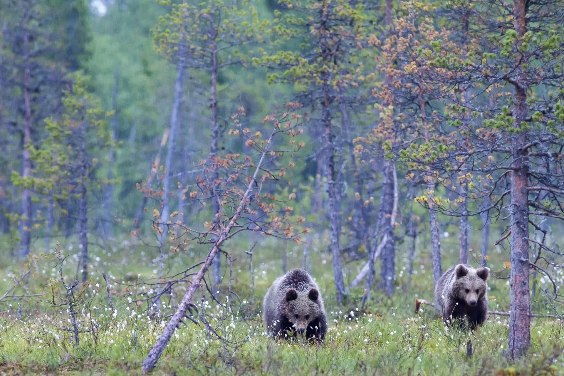 Archery hunters OK after grizzly bear encounters in Taylor Fork