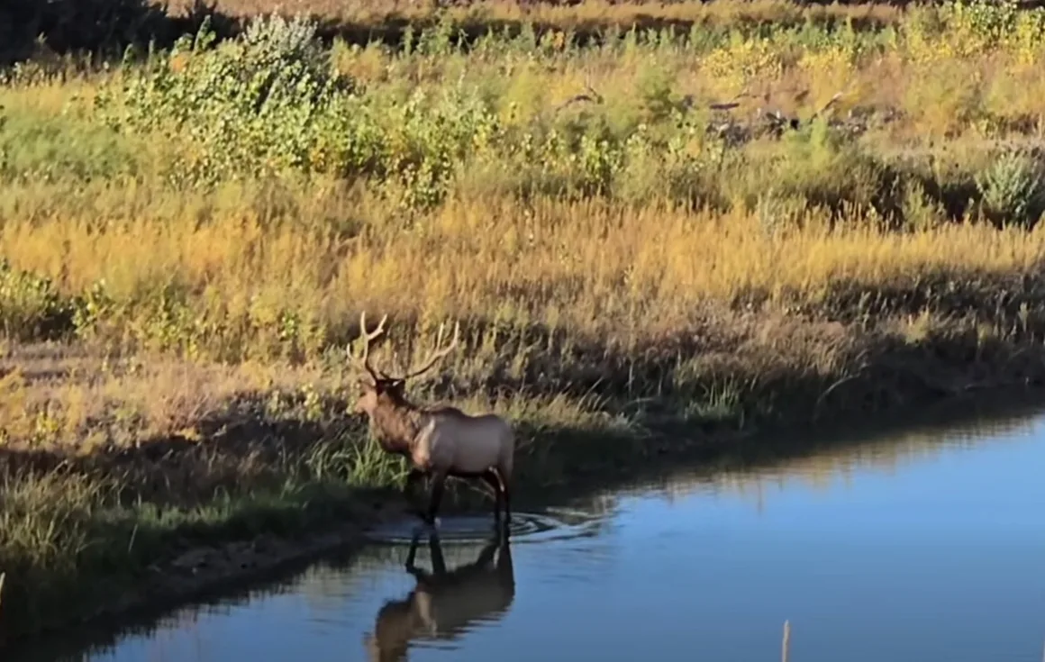 When Patience Meets Opportunity with a Nice Bull Elk