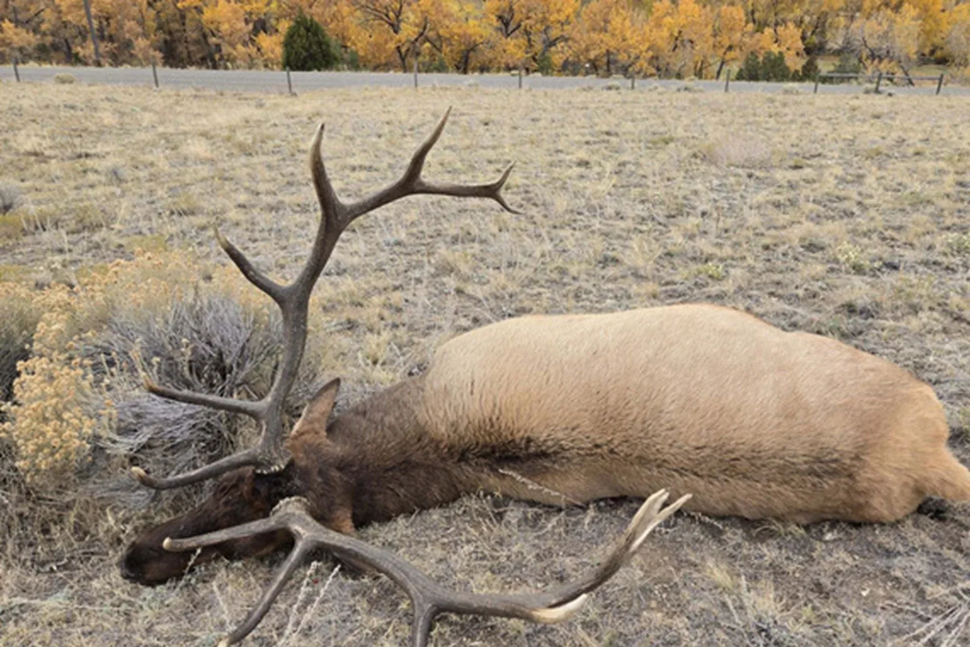FWP game wardens seek information on bull elk killed south of Boulder