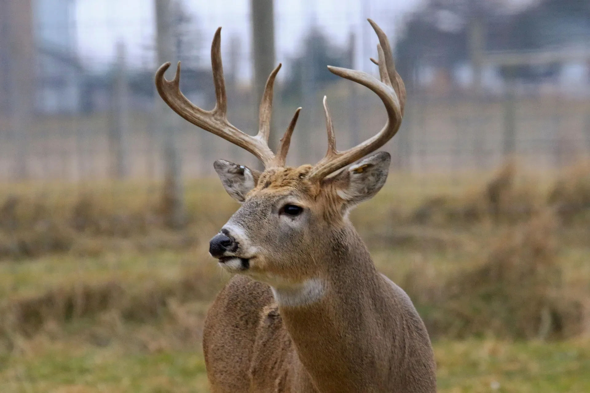 FWP suspects hemorrhagic disease in white-tailed deer in Missoula and Frenchtown areas