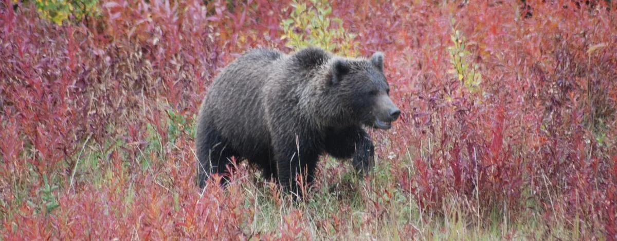 Bear injures Idaho hiker