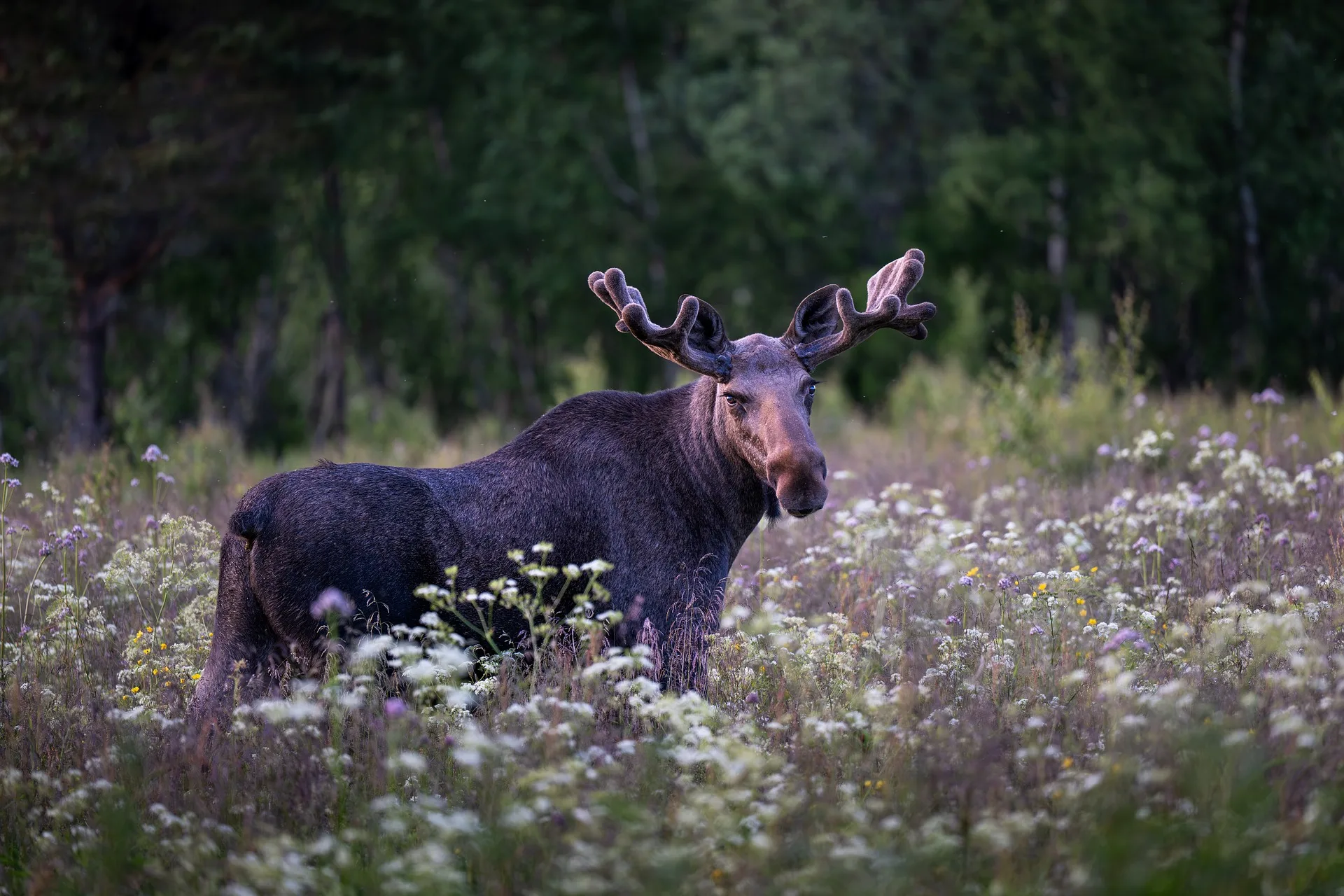 Authorities ask for public’s help as up to 4 moose poached