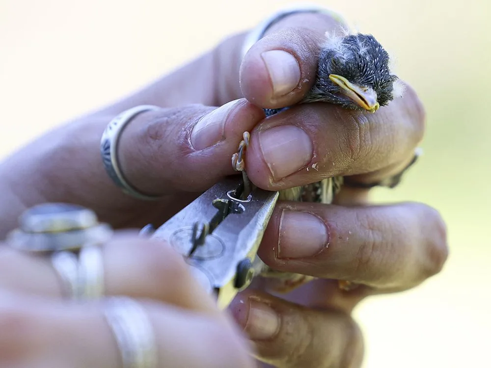Songbirds Reveal Secrets of Long-term Mining Impacts