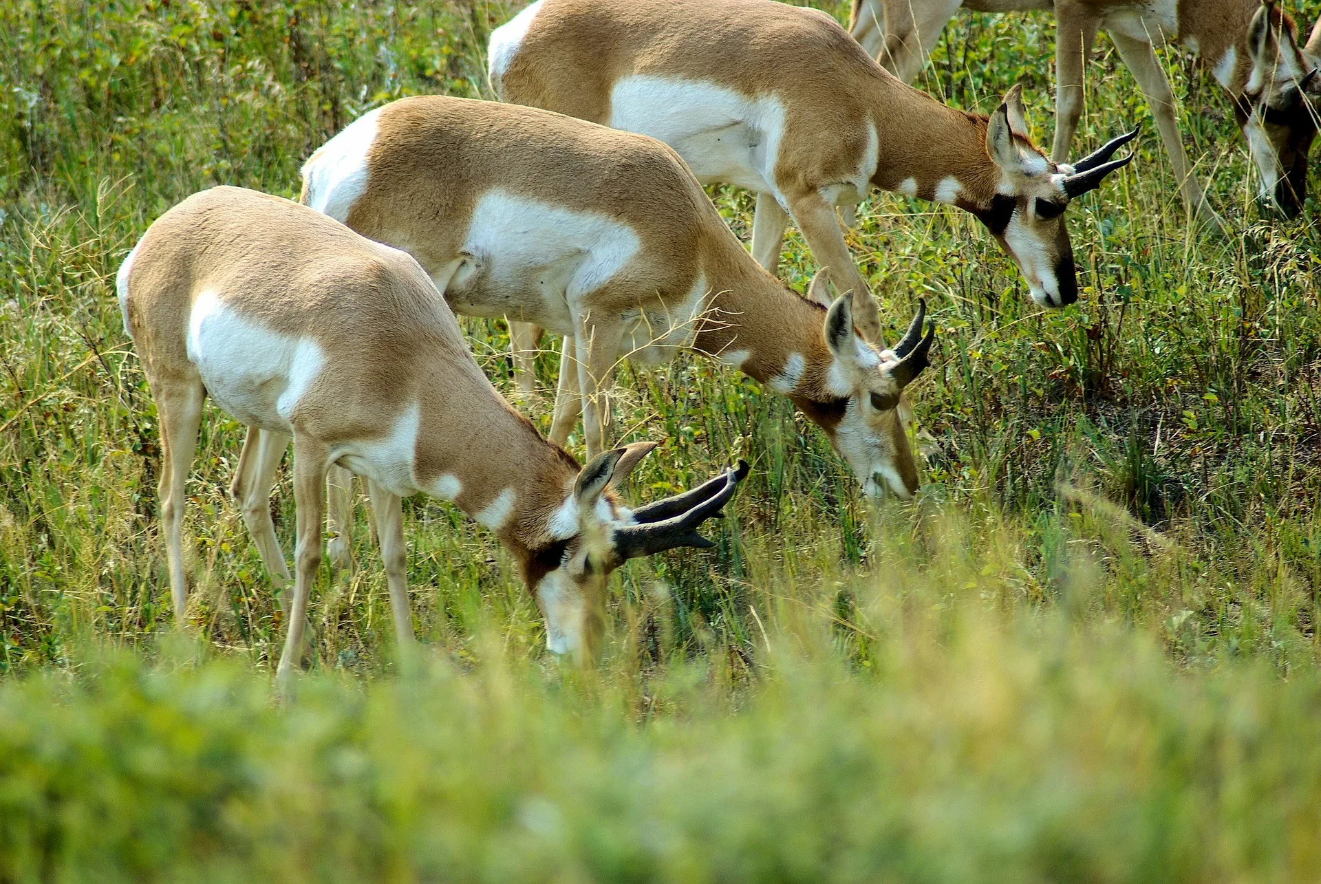 Antelope season opener brings mixed hunter numbers, success in south-central Montana