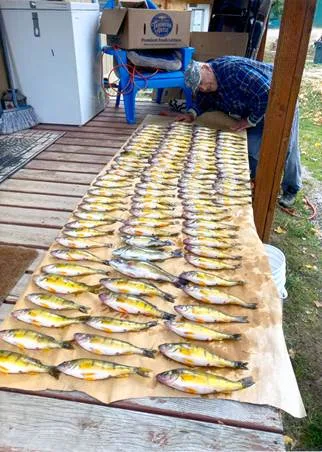 Macman Finds the Fall Perch: Over 100
