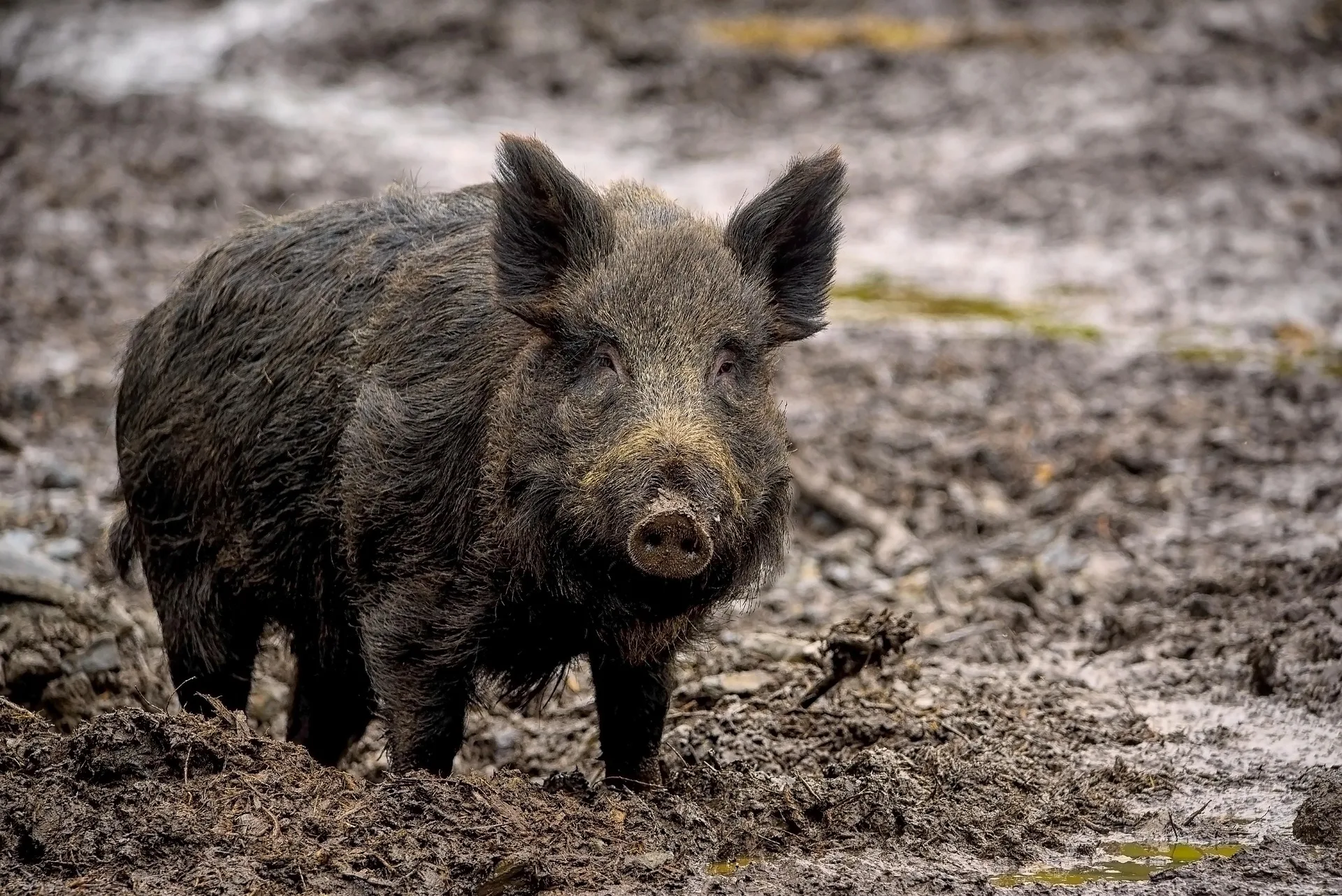 Department of Livestock Responding to Potential Feral Swine