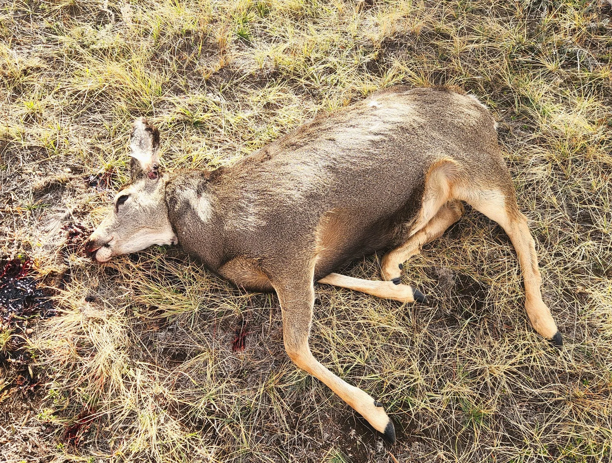 Mule deer doe shot, left to waste near Augusta