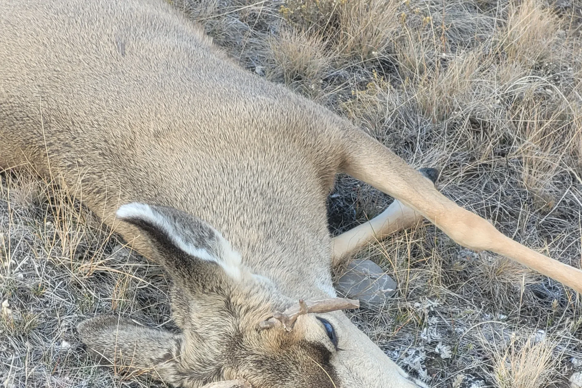 It’s not all in the the antlers