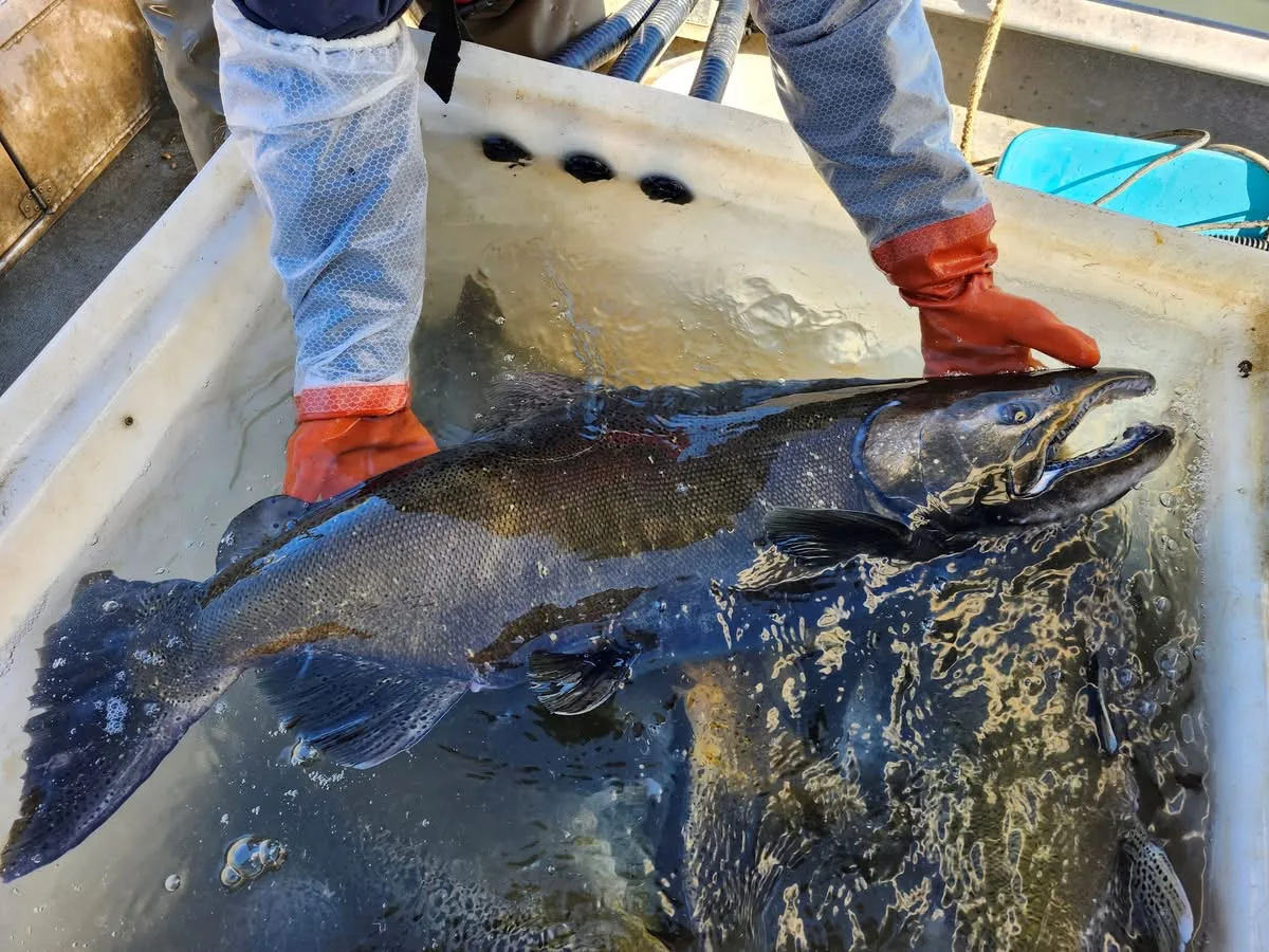 R6 Fisheries Friday 11.14.25