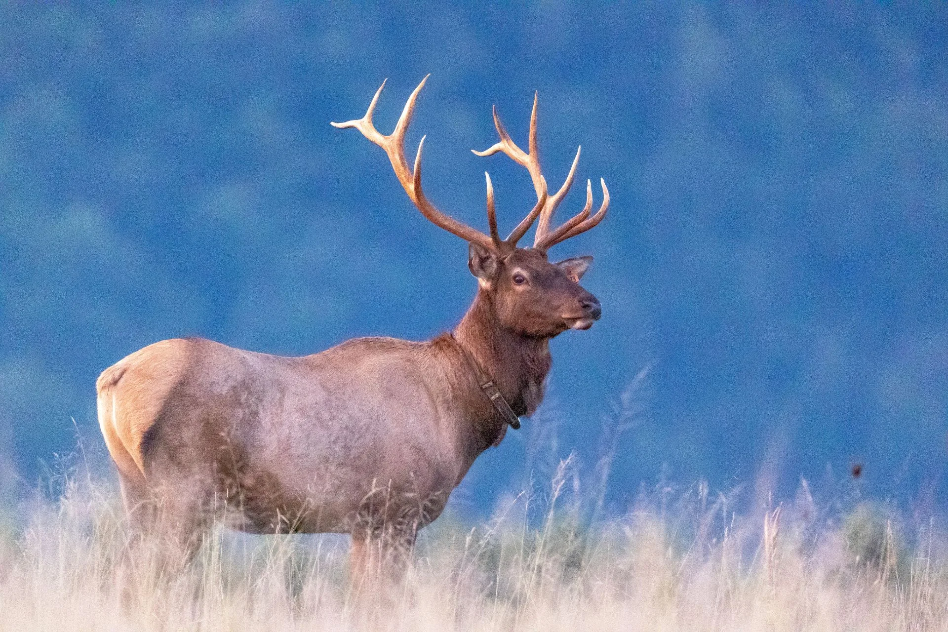FWP releases deer, elk and black bear regulations proposals